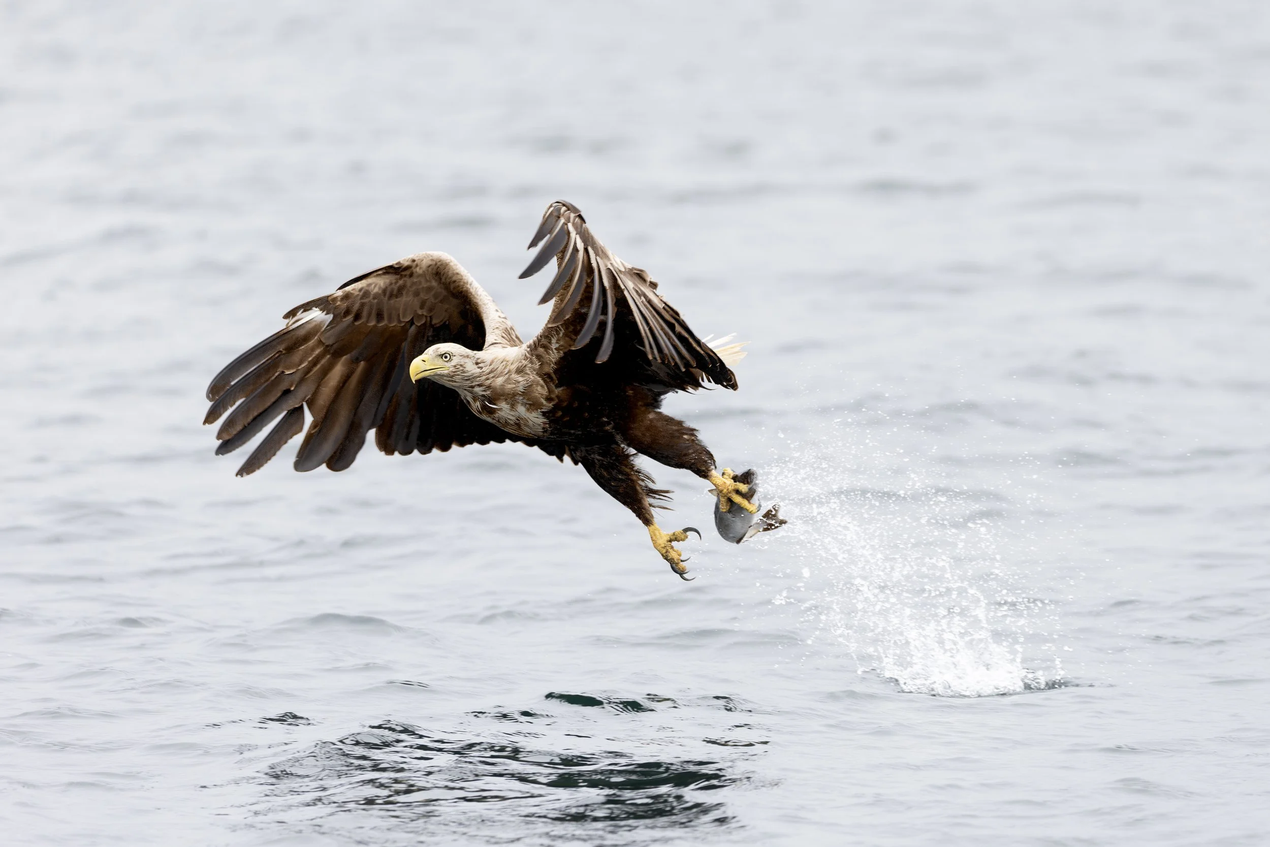 Eagle with Fish.jpg