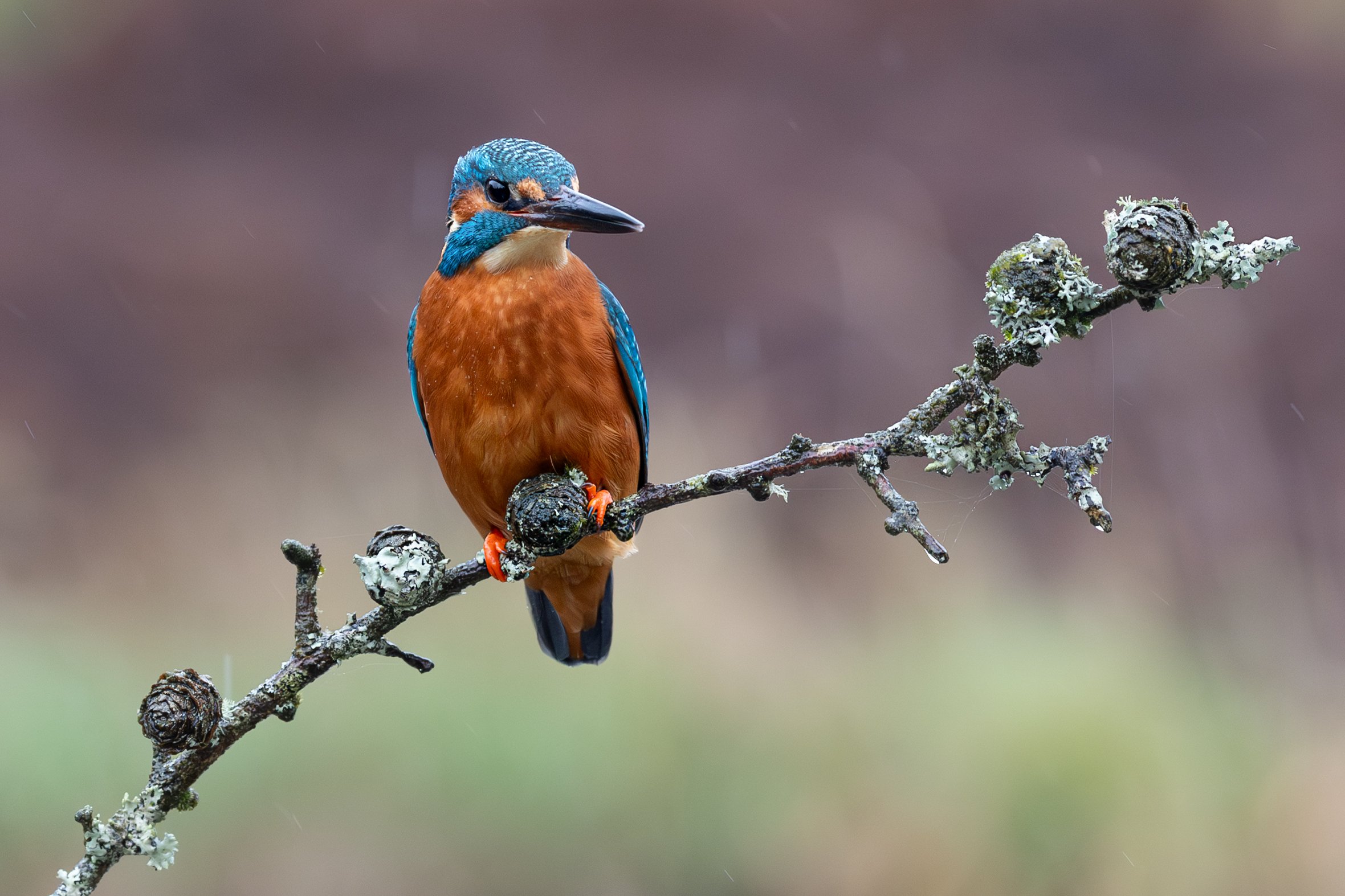 Kingfisher.jpg