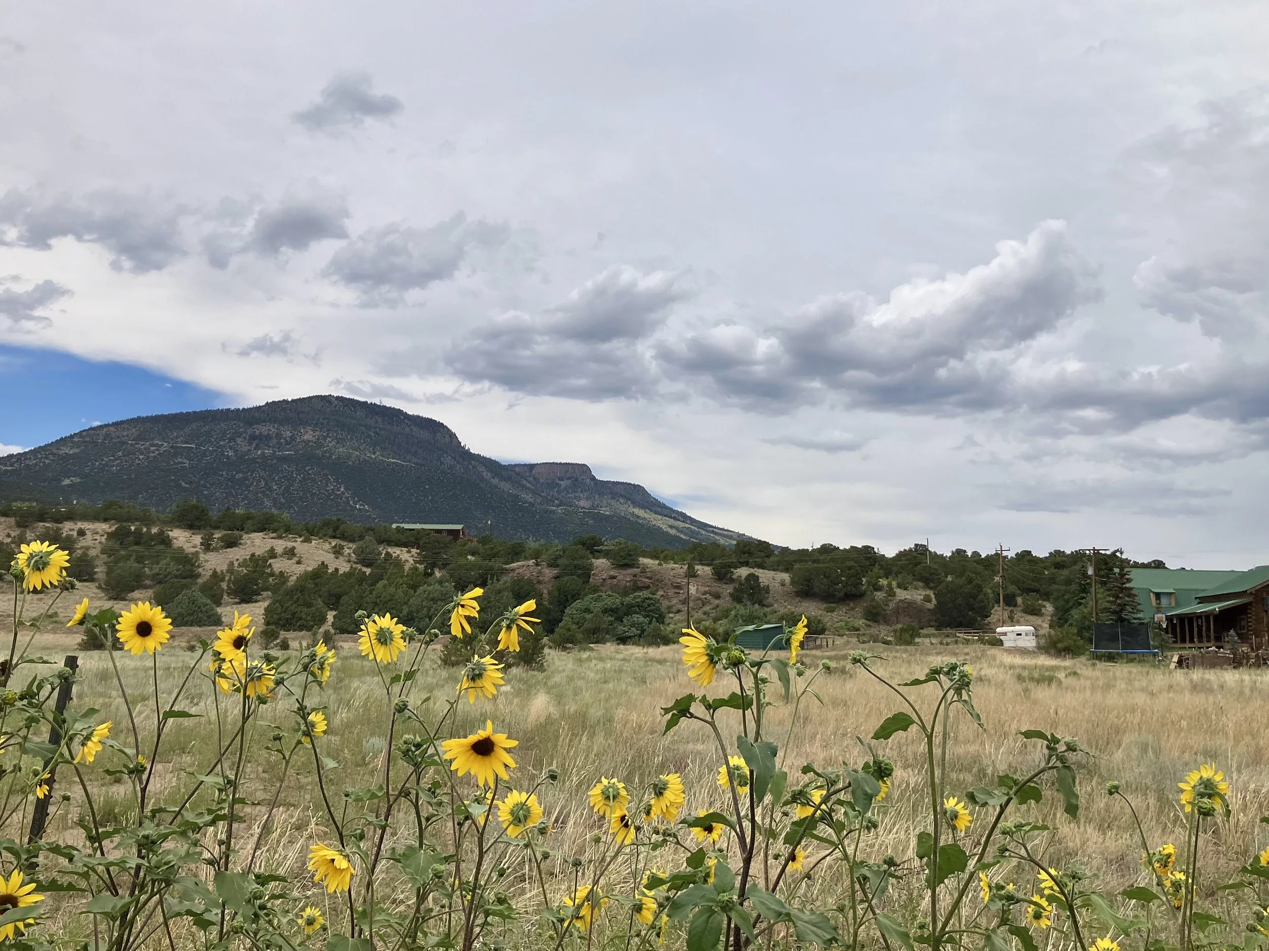 Yellow sunflowers in a field with mountains and trees in the background under a cloudy sky.