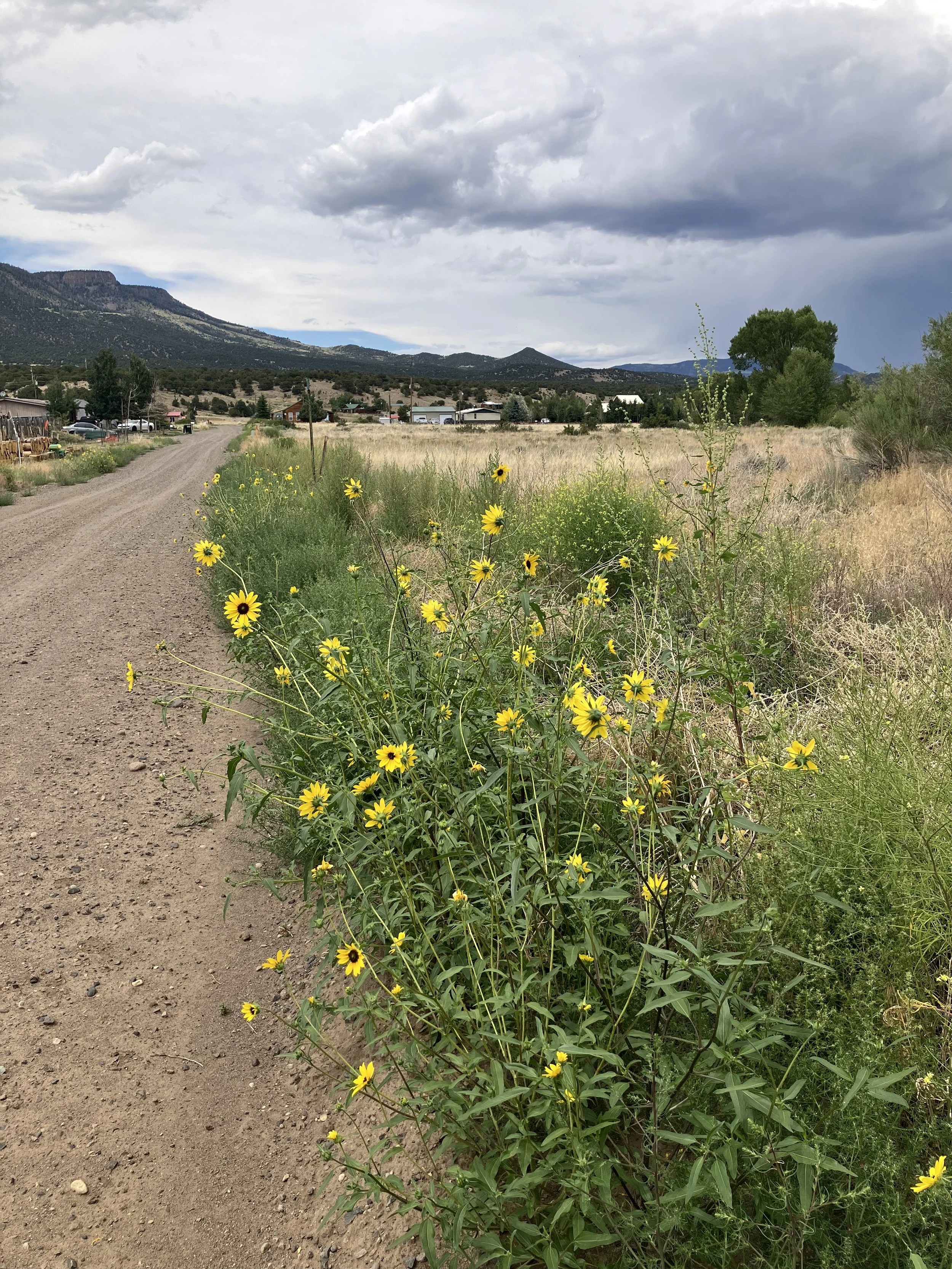 A dirt road running through a rural area with yellow wildflowers on the side, green grass, and a small town with houses and trees in the background, mountainous terrain under a cloudy sky.