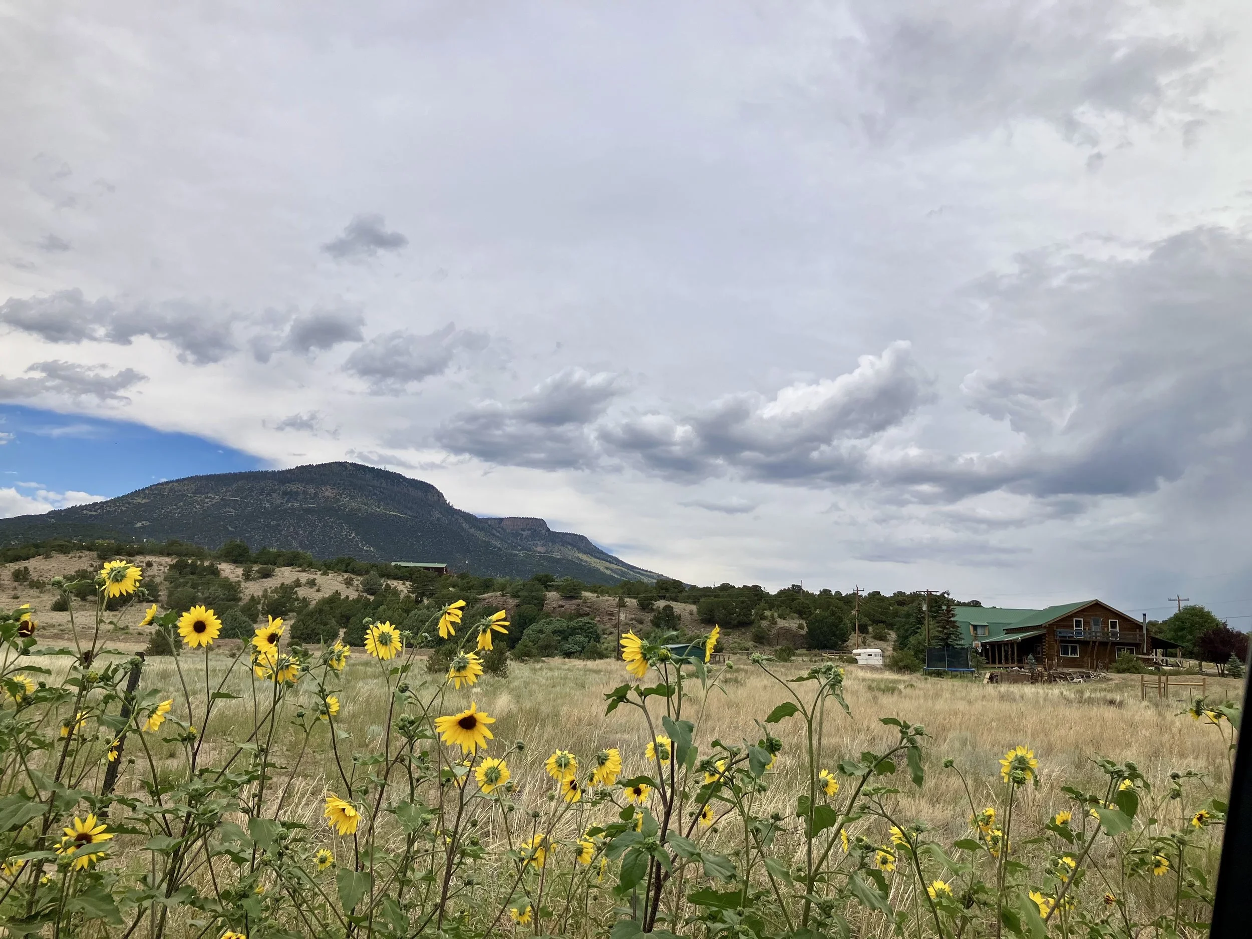 A field of yellow wildflowers with a mountain and cloudy sky in the background, and a wooden house on the right side.