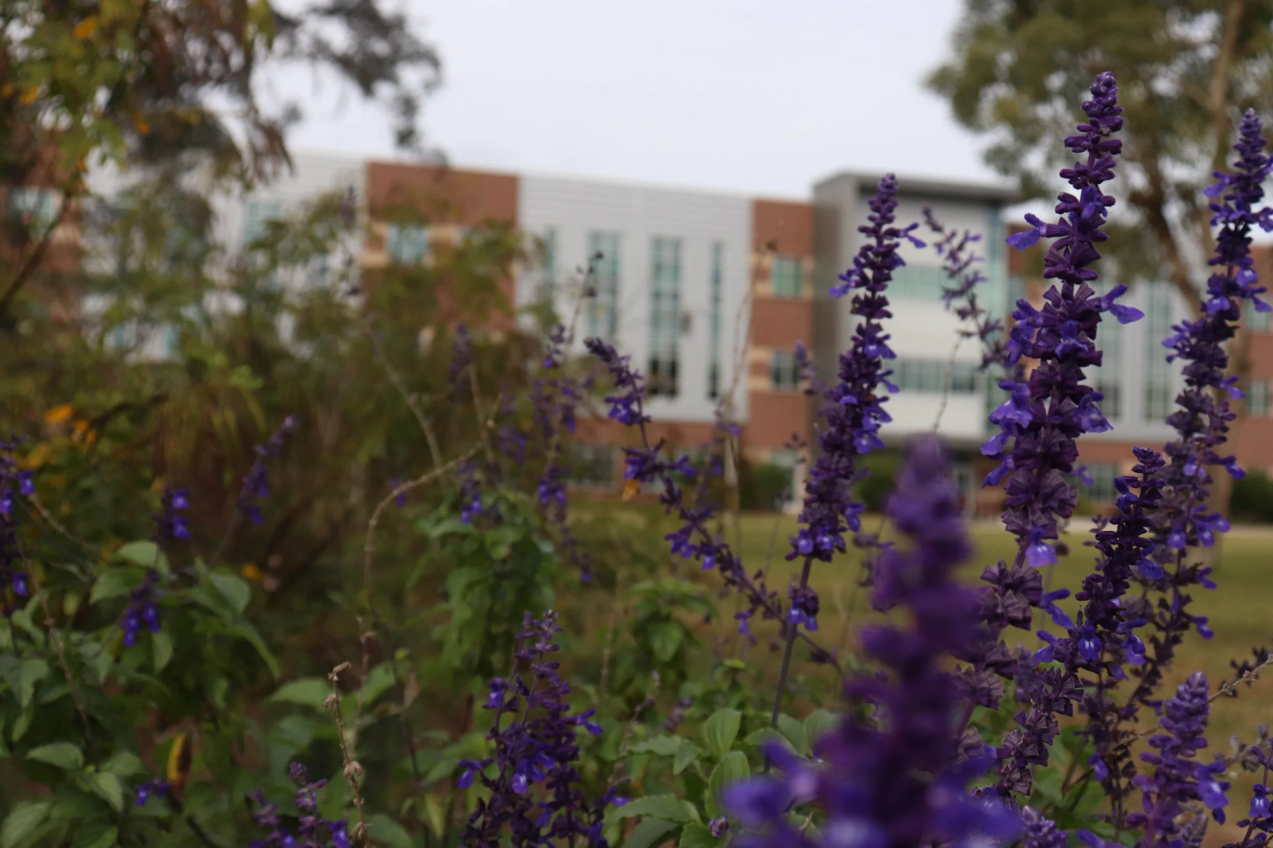 [Post 1_ Bee Campus USA, Photo 5].jpg