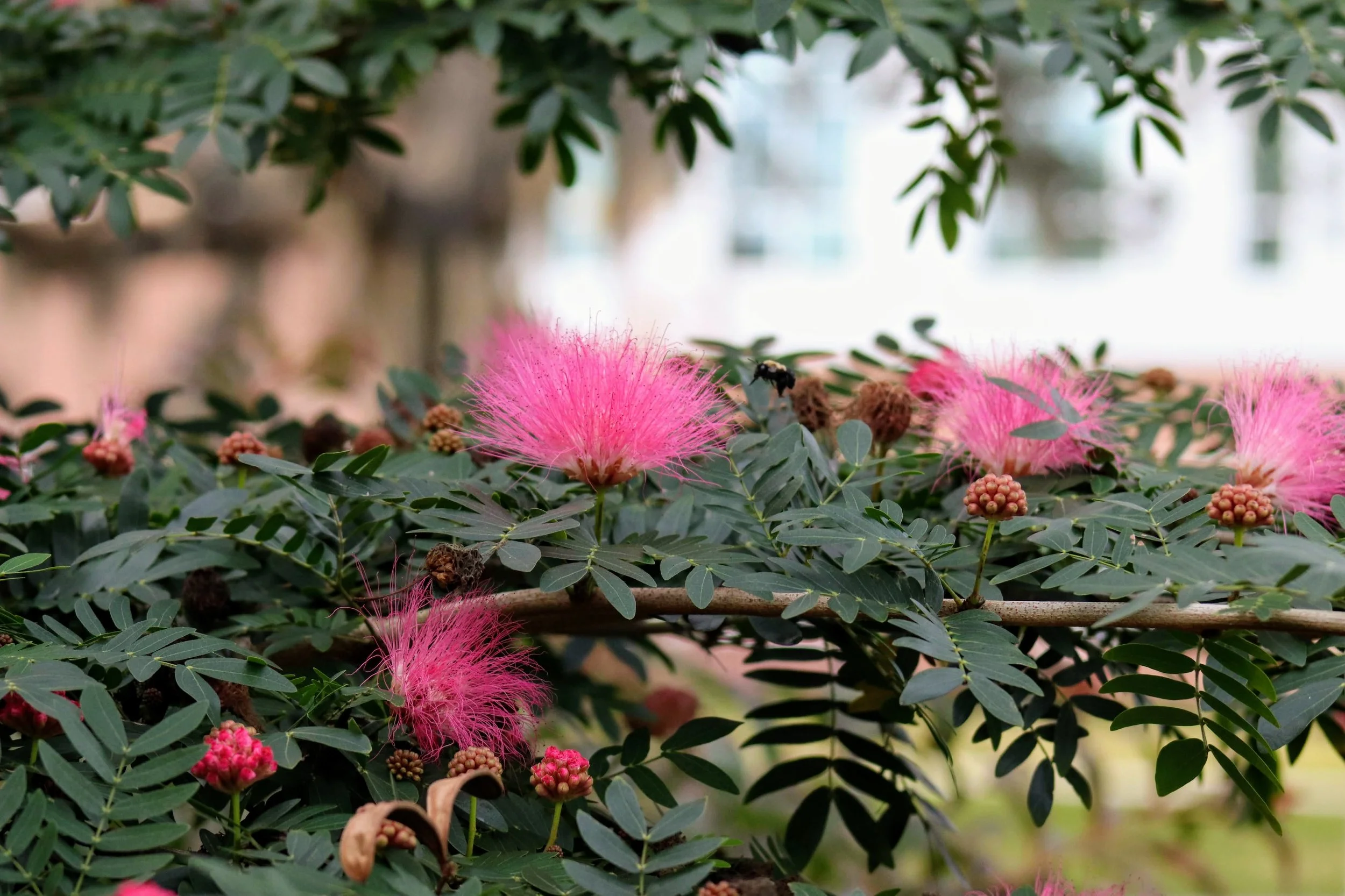 [Post 2_Naturalized Plants, Photo 4] (2).JPG