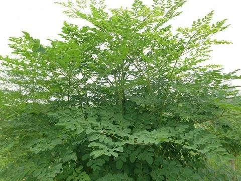 Moringa Tree hign website JPG.JPG