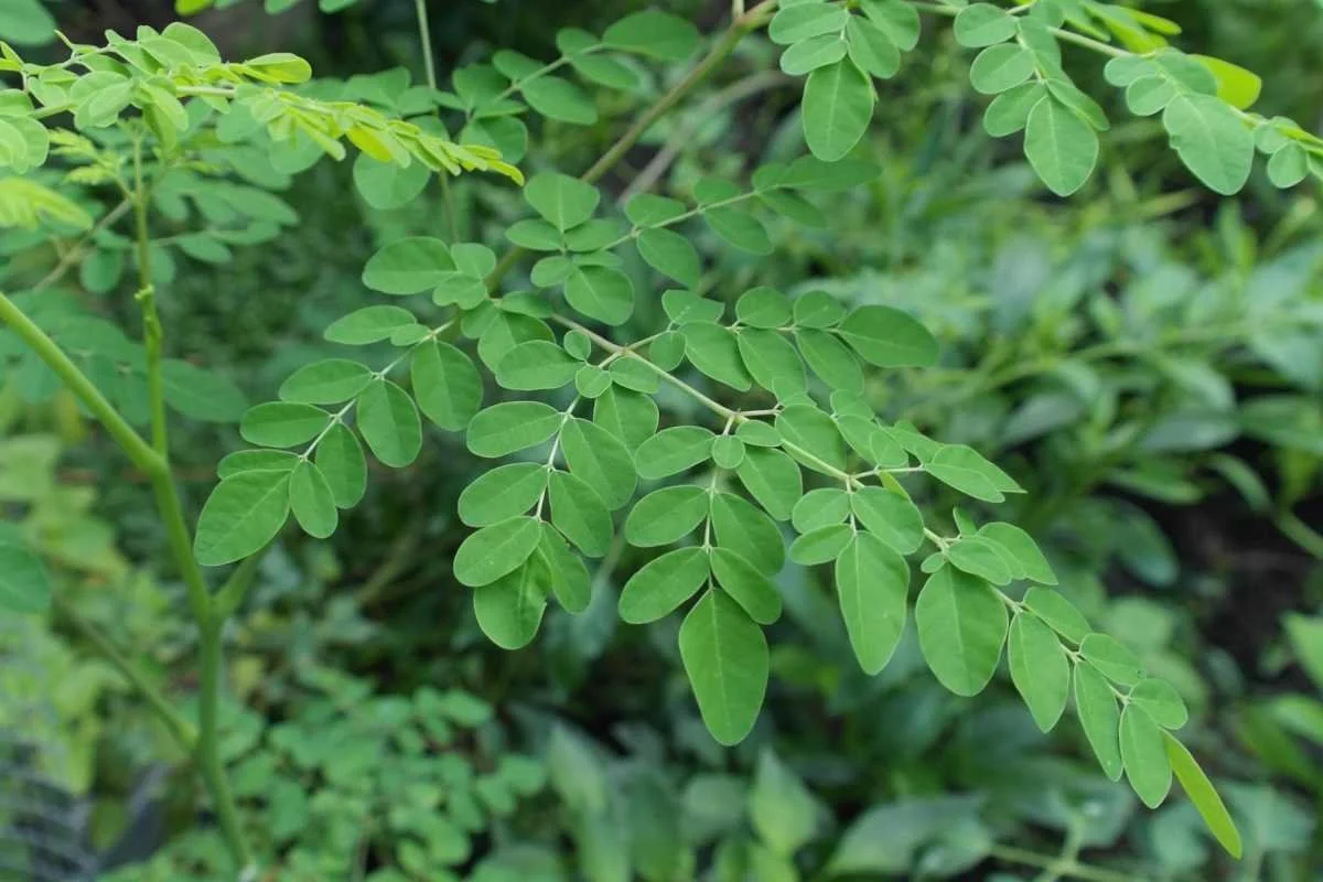 Moringa Leaves for website.JPG