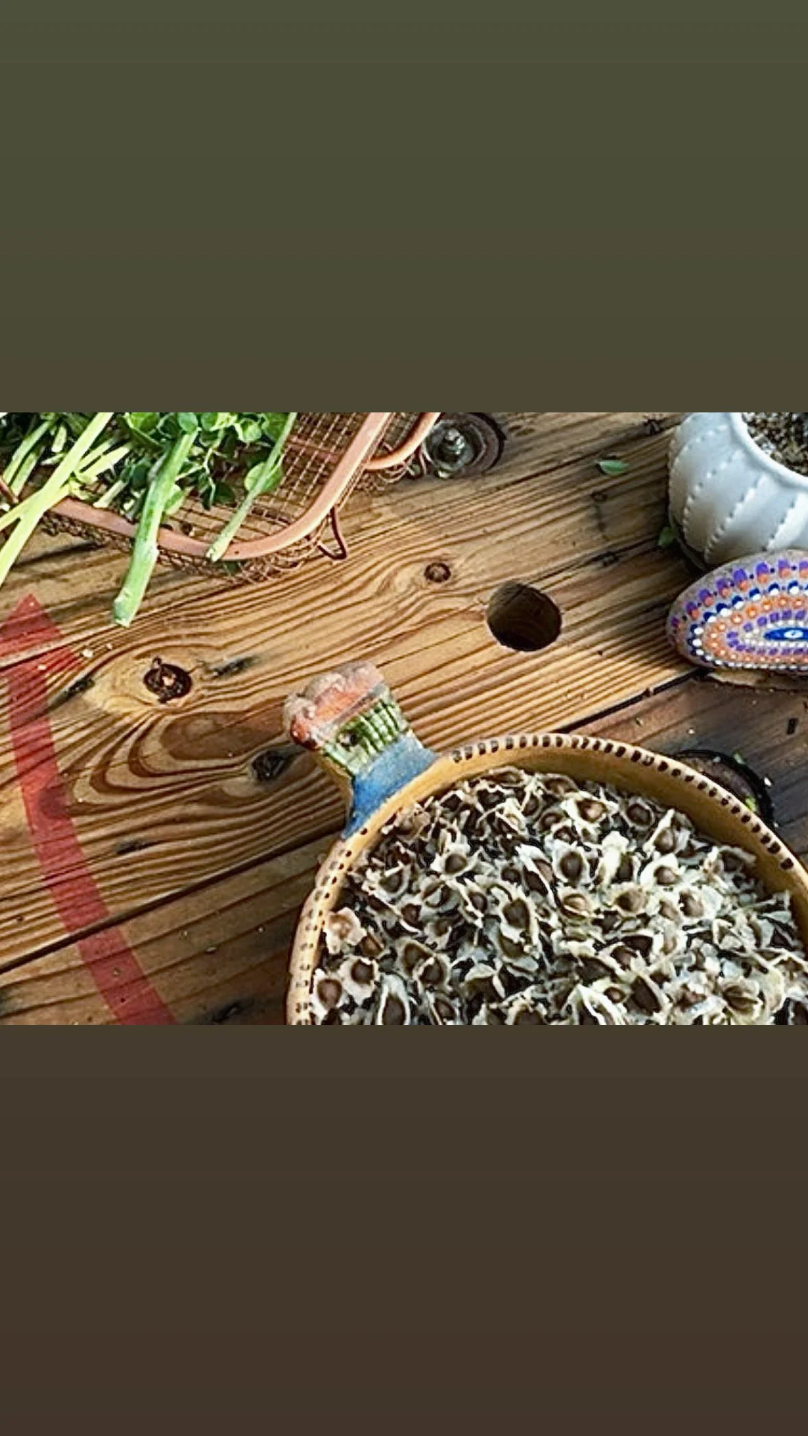 Moringa seeds in bowl for website.JPG