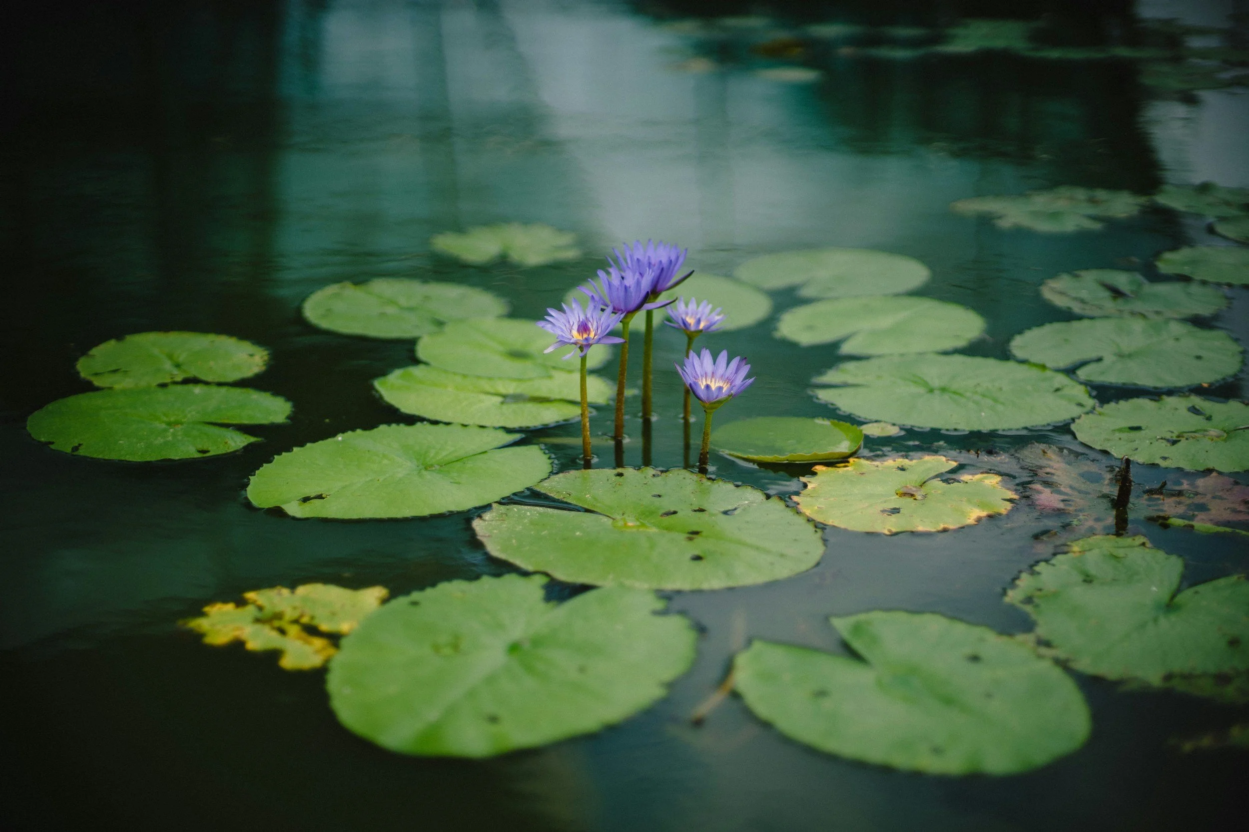 Sacred Sunday Pause 