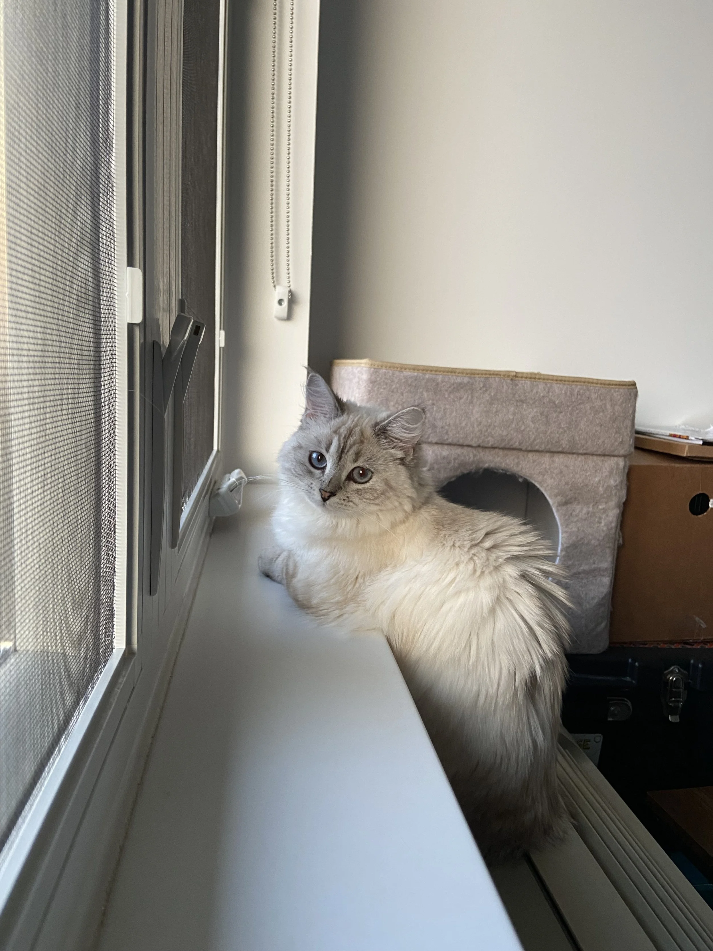 IMG_2977.jpeg