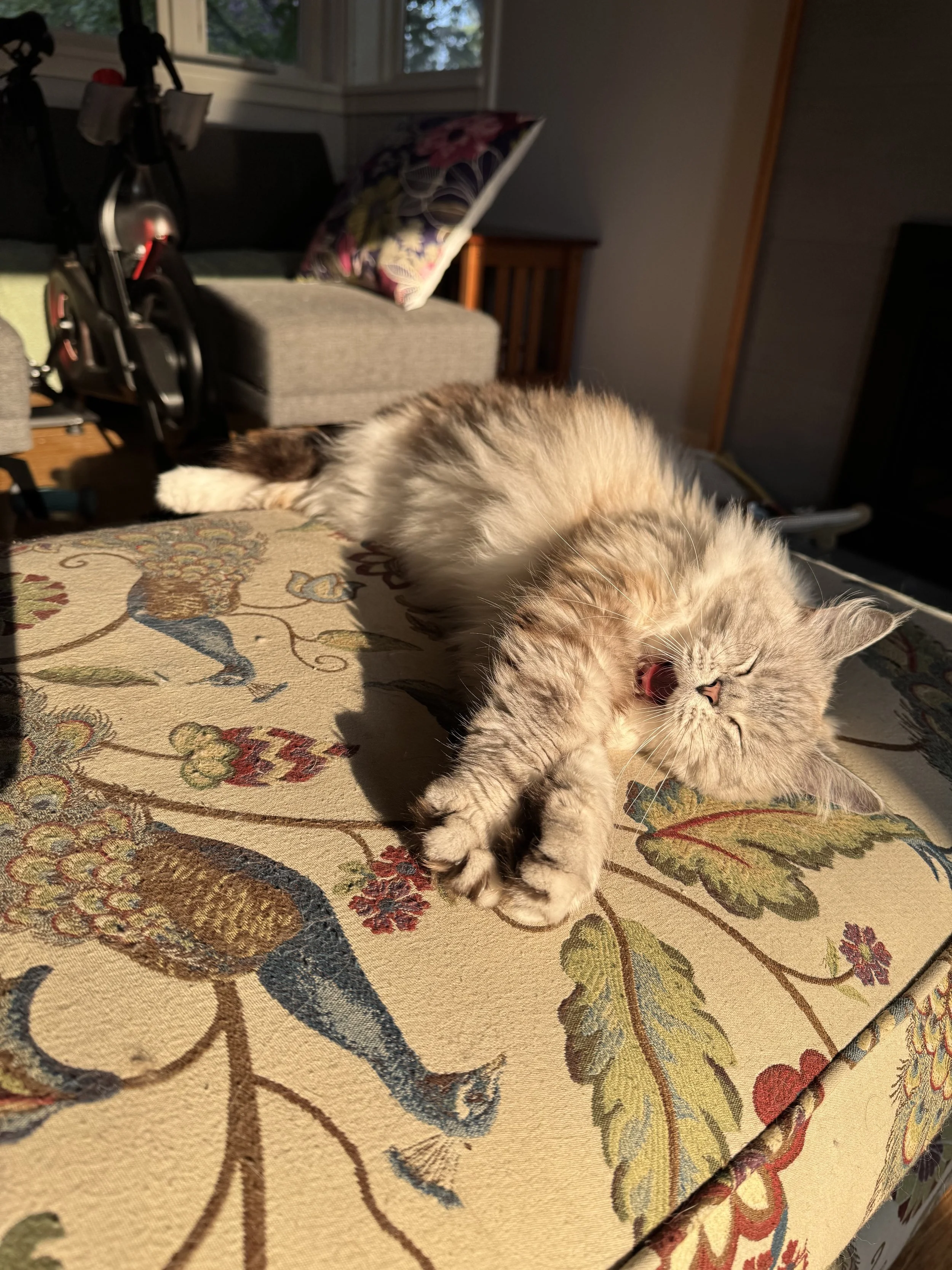 IMG_4330.jpeg