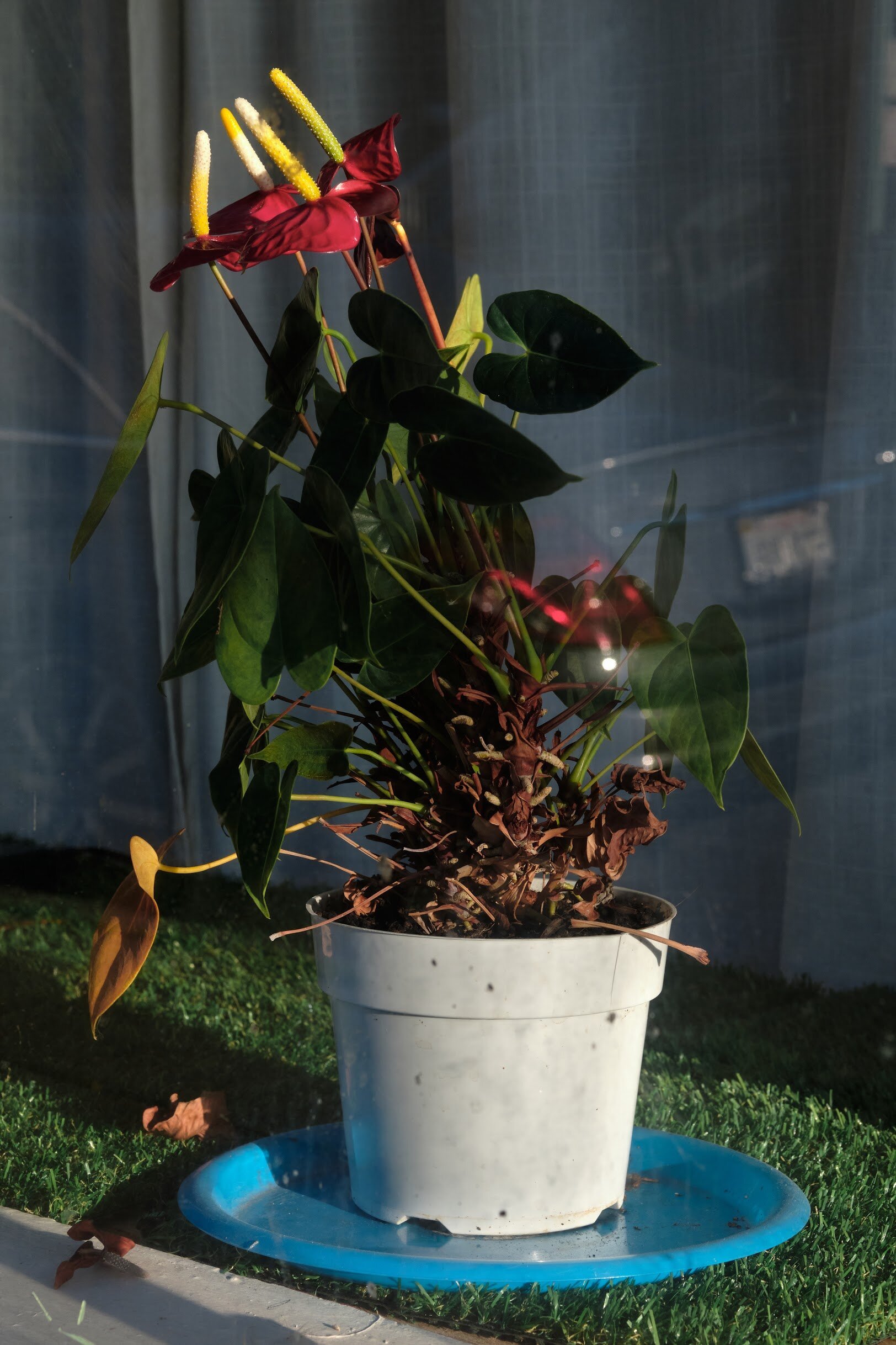 ©Jared Radin, Oakland, CA