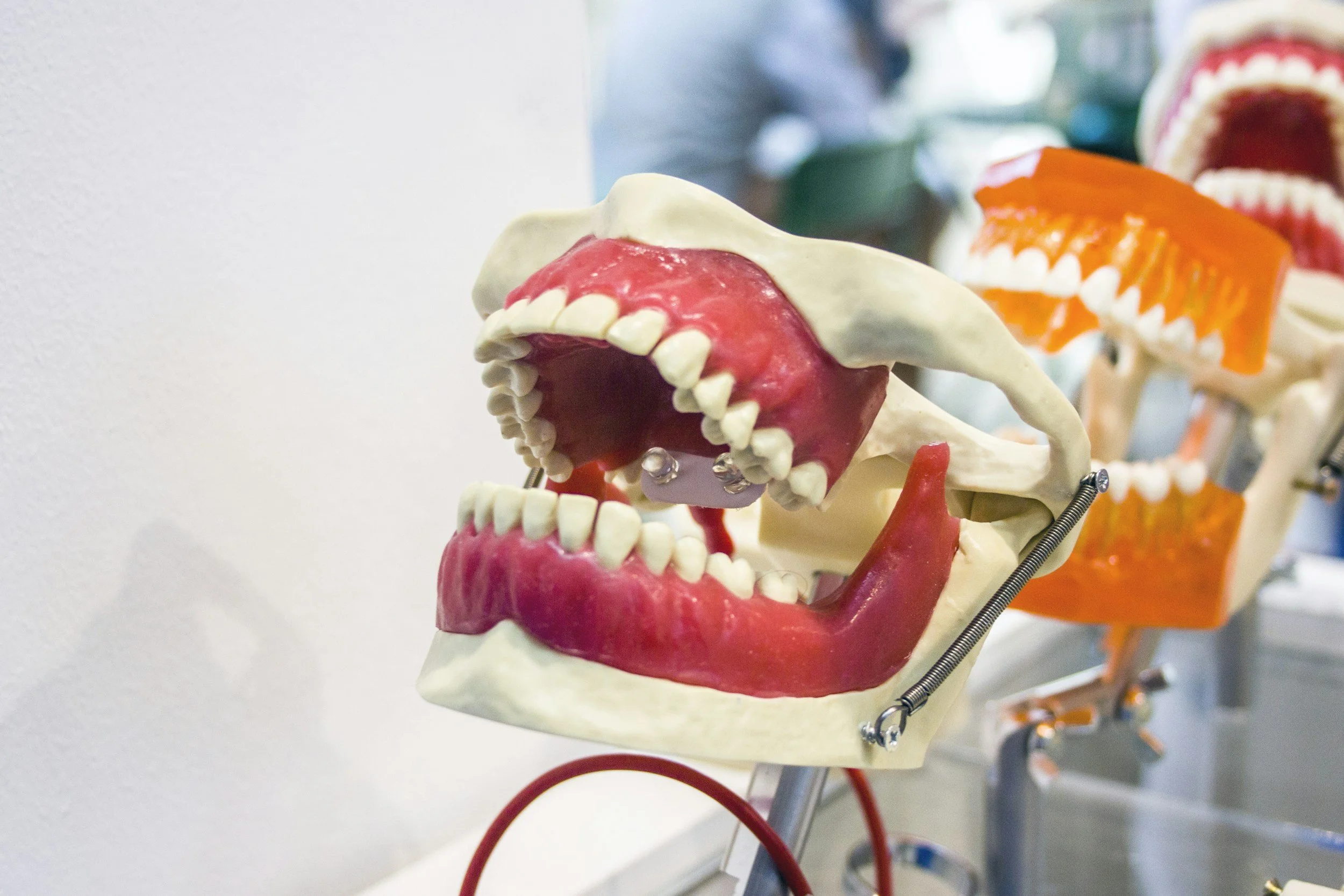 A dental model with an open mouth showing teeth and gums, mounted on a stand with metal springs, and other dental models visible in the background.