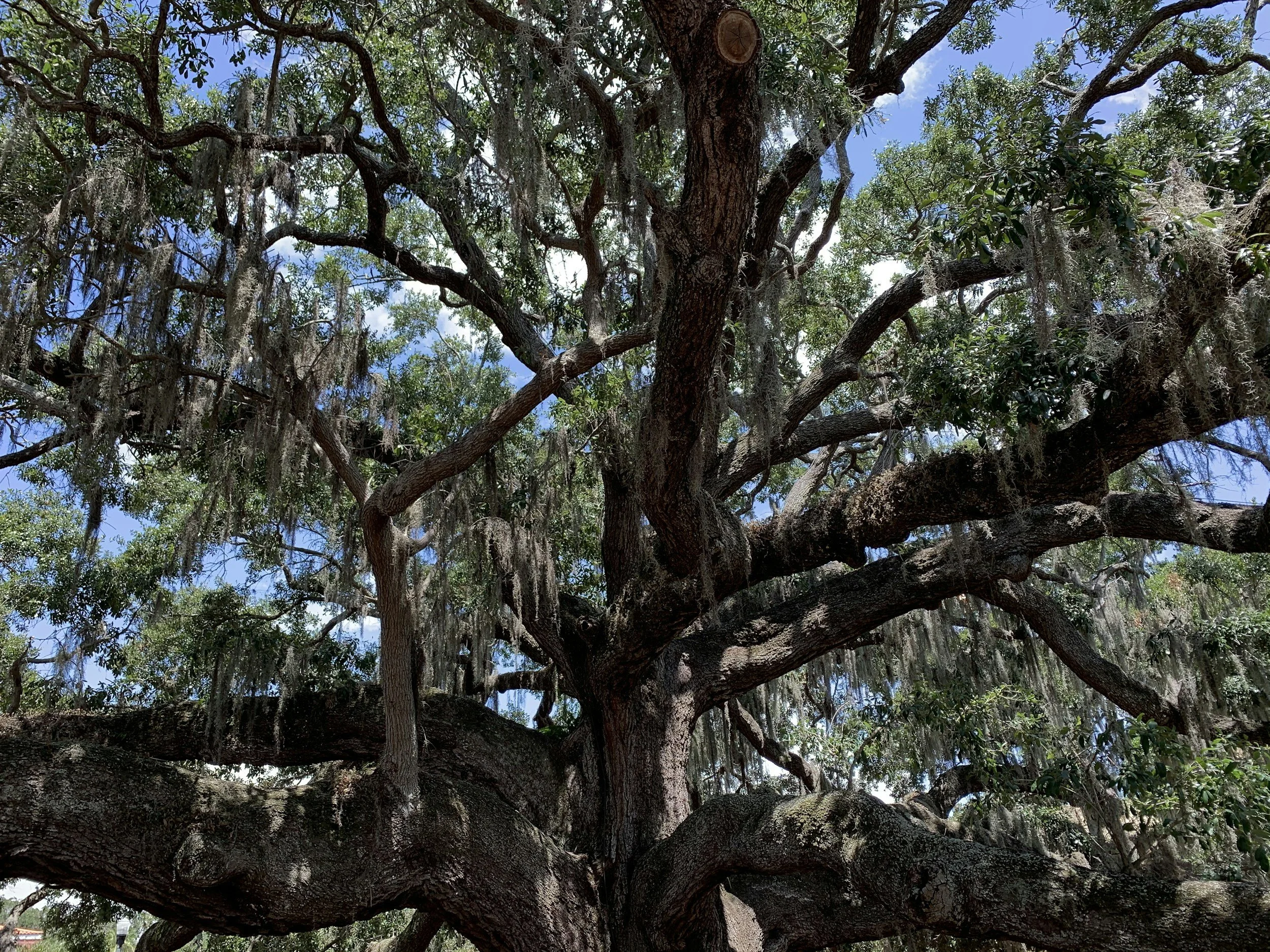 Vero Beach spanish moss