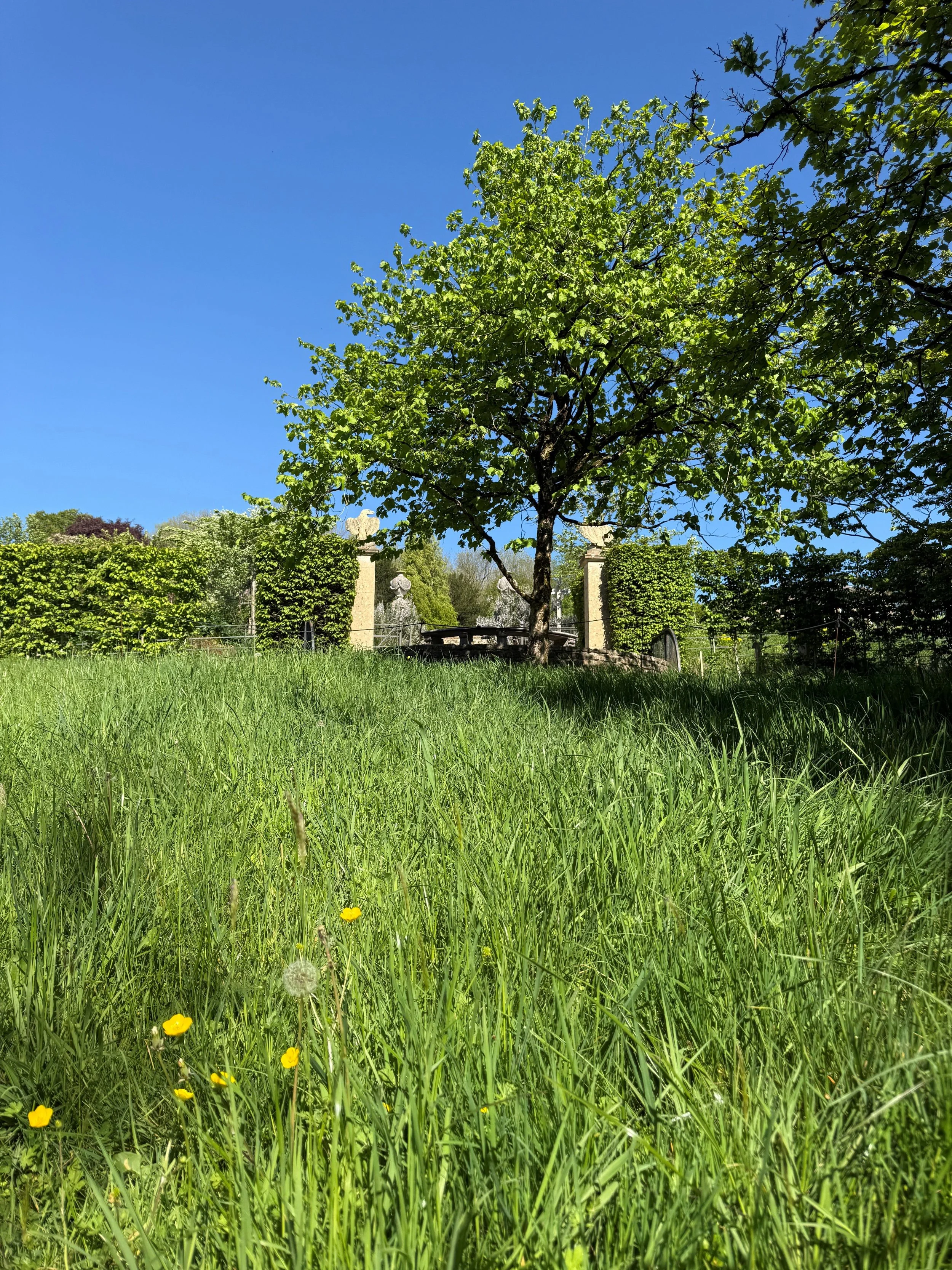 Letting nature grow this No Mow May