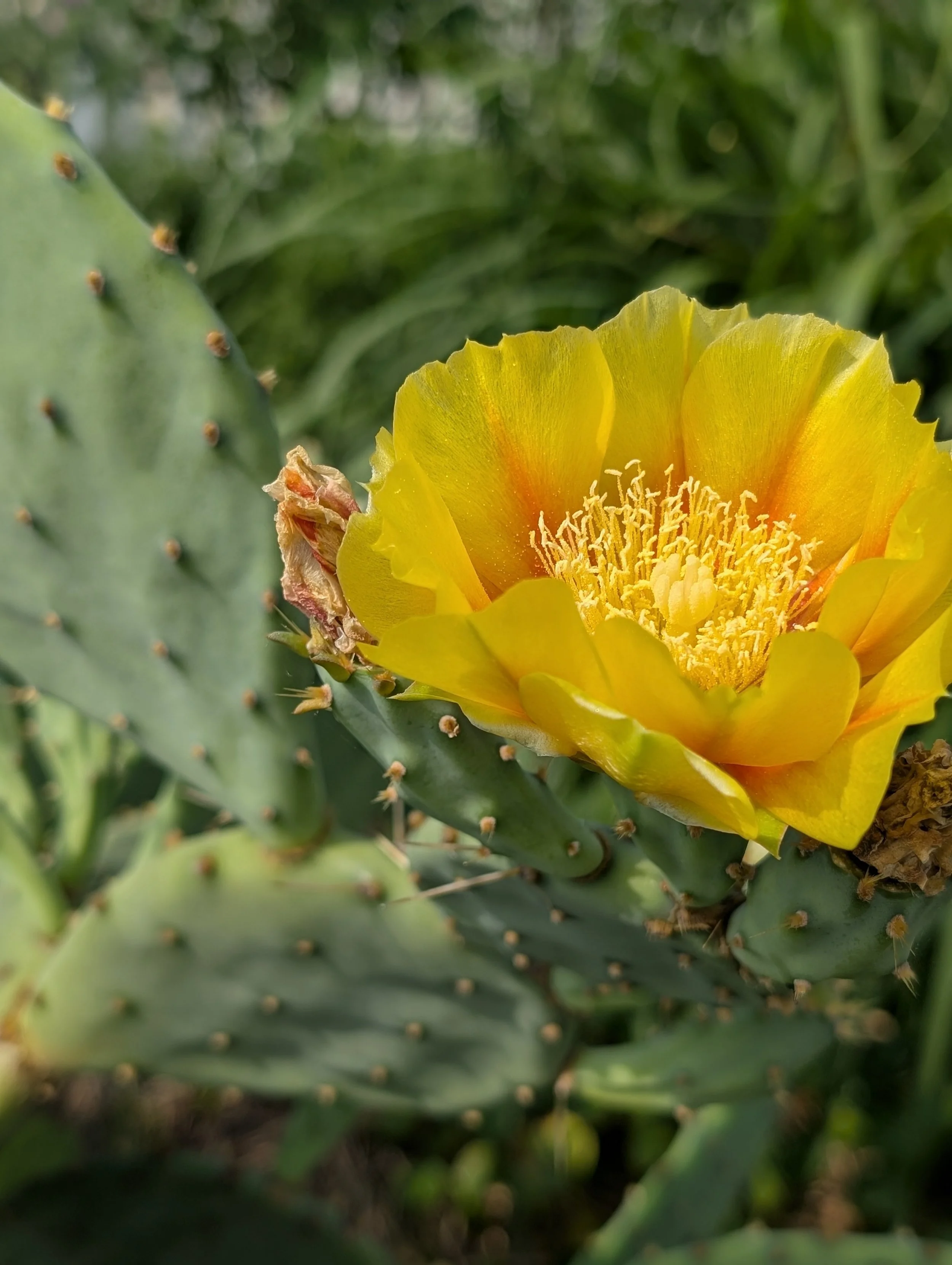 photo of Texas medicinal plant prickly pear cactus blossom
