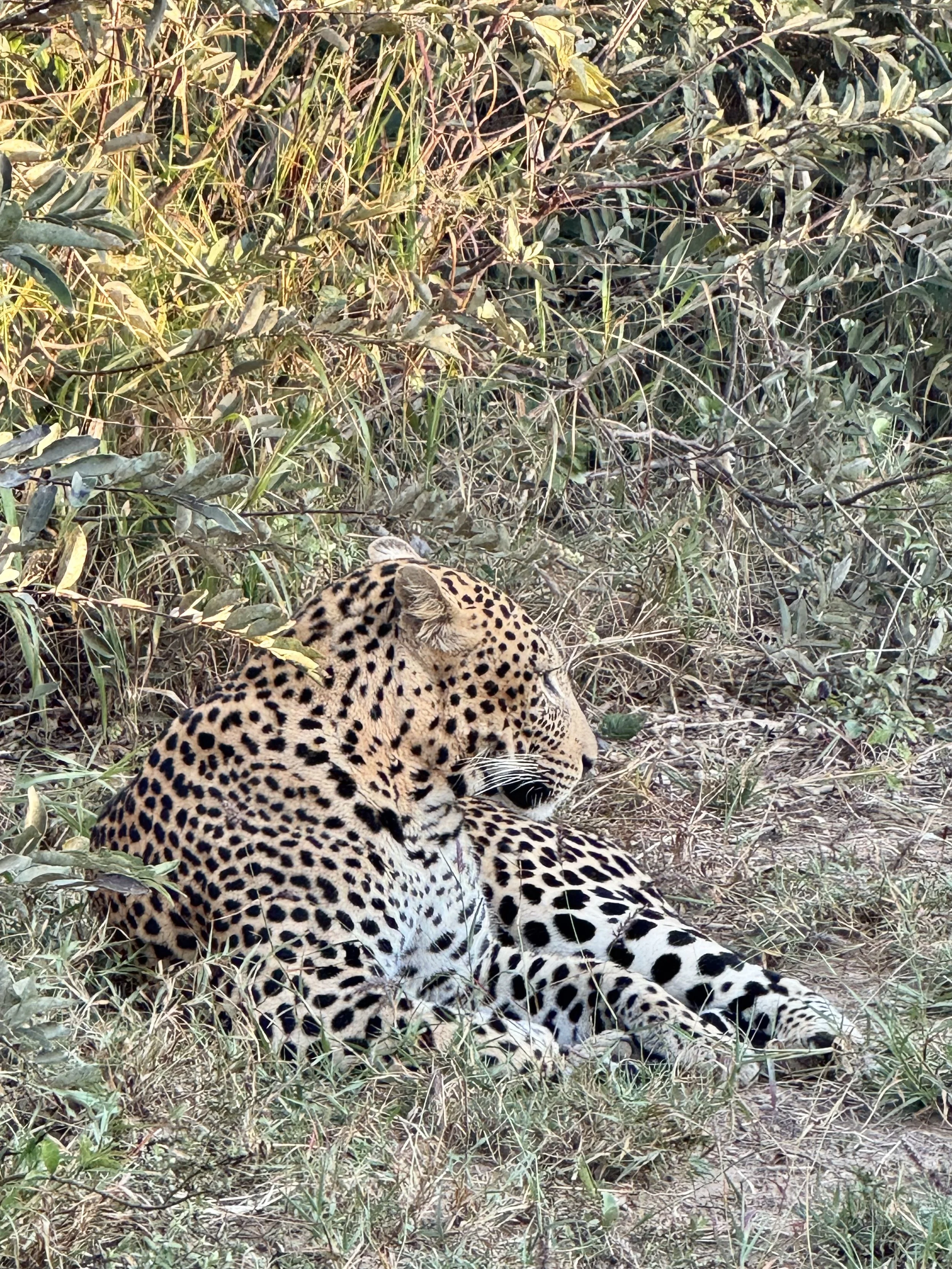 Why a Family Safari in South Africa Shouldn’t Be Saved for Later