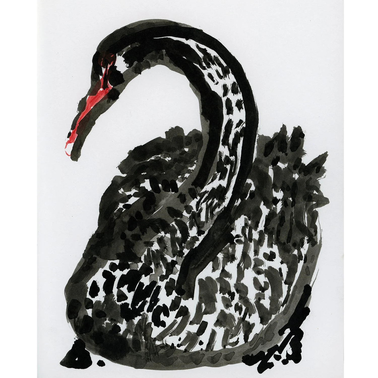 Black Swan: Indian Ink Drawing