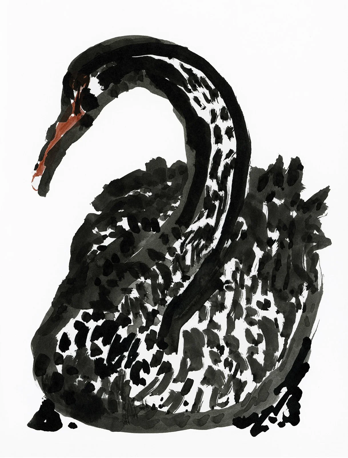 Black Swan: Indian Ink Drawing