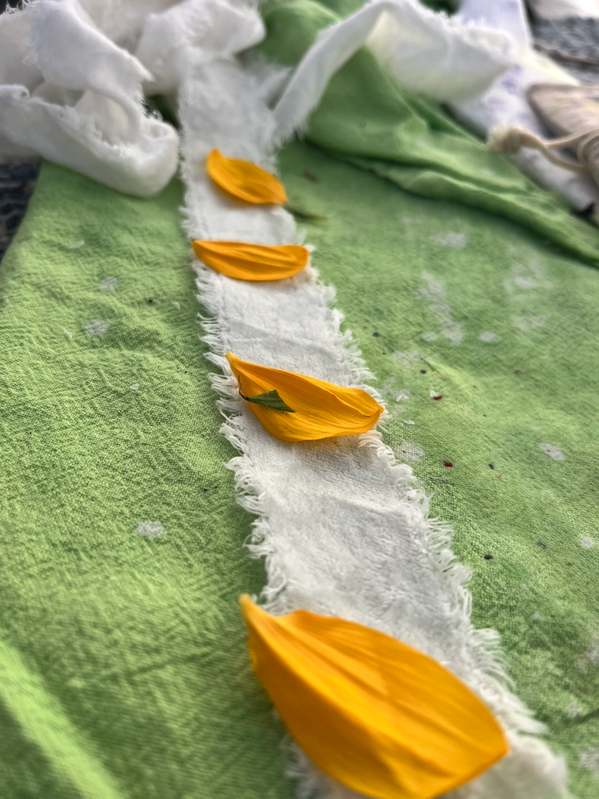flowers laid on velvet ribbon for botanical print