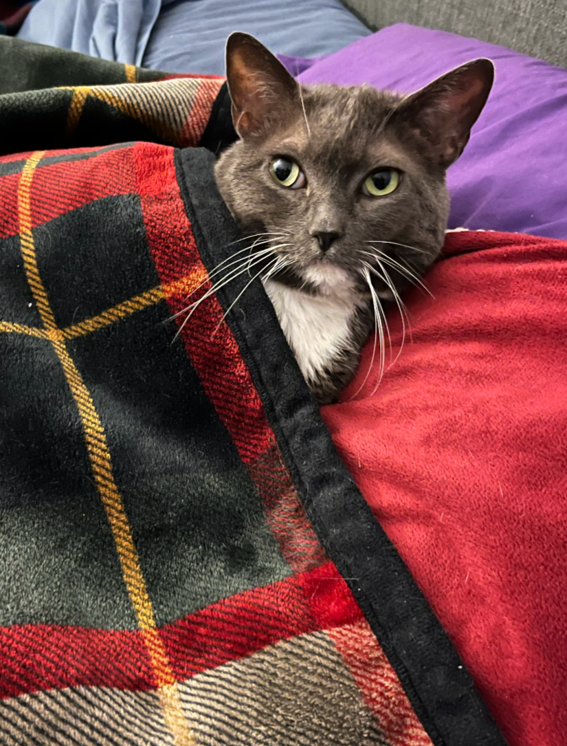 grey cat with white chest tucked into bed with plaid blanket head on pillow