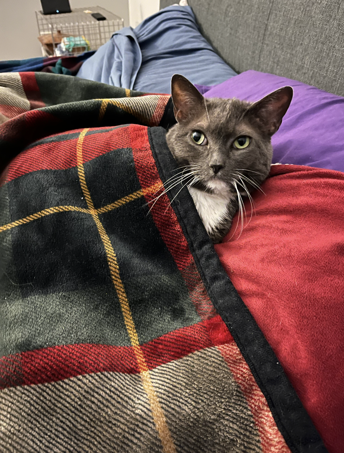grey cat with white chest tucked into bed with plaid blanket laying on red, purple, blue pillow and grey head board
