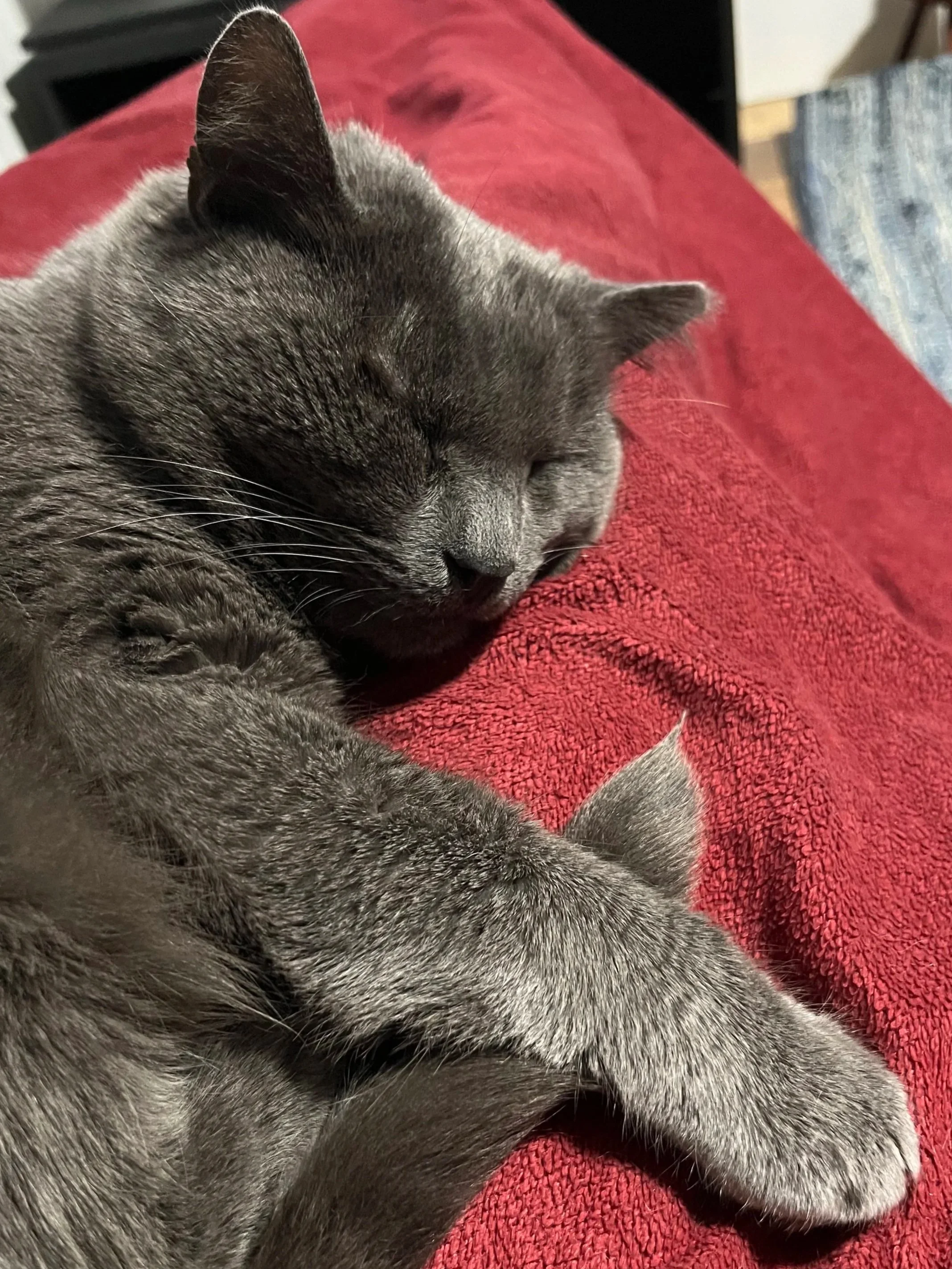 gray cat asleep on red blanket