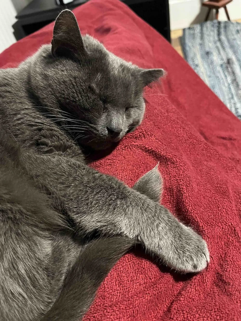 theo gray cat on red blanket sleeping