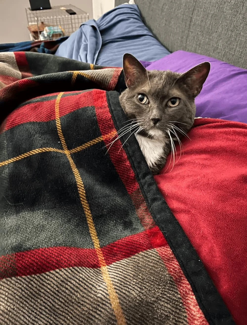 bobby gray cat under plaid red blanket on purple pillow