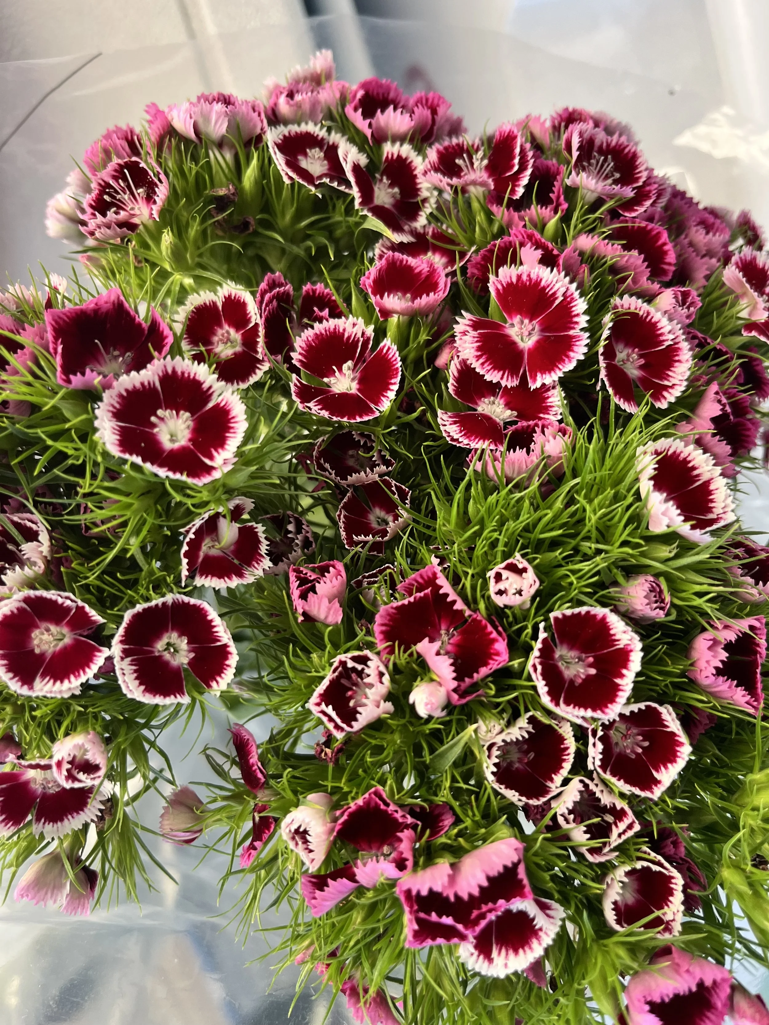 purple and white and green flowers fall