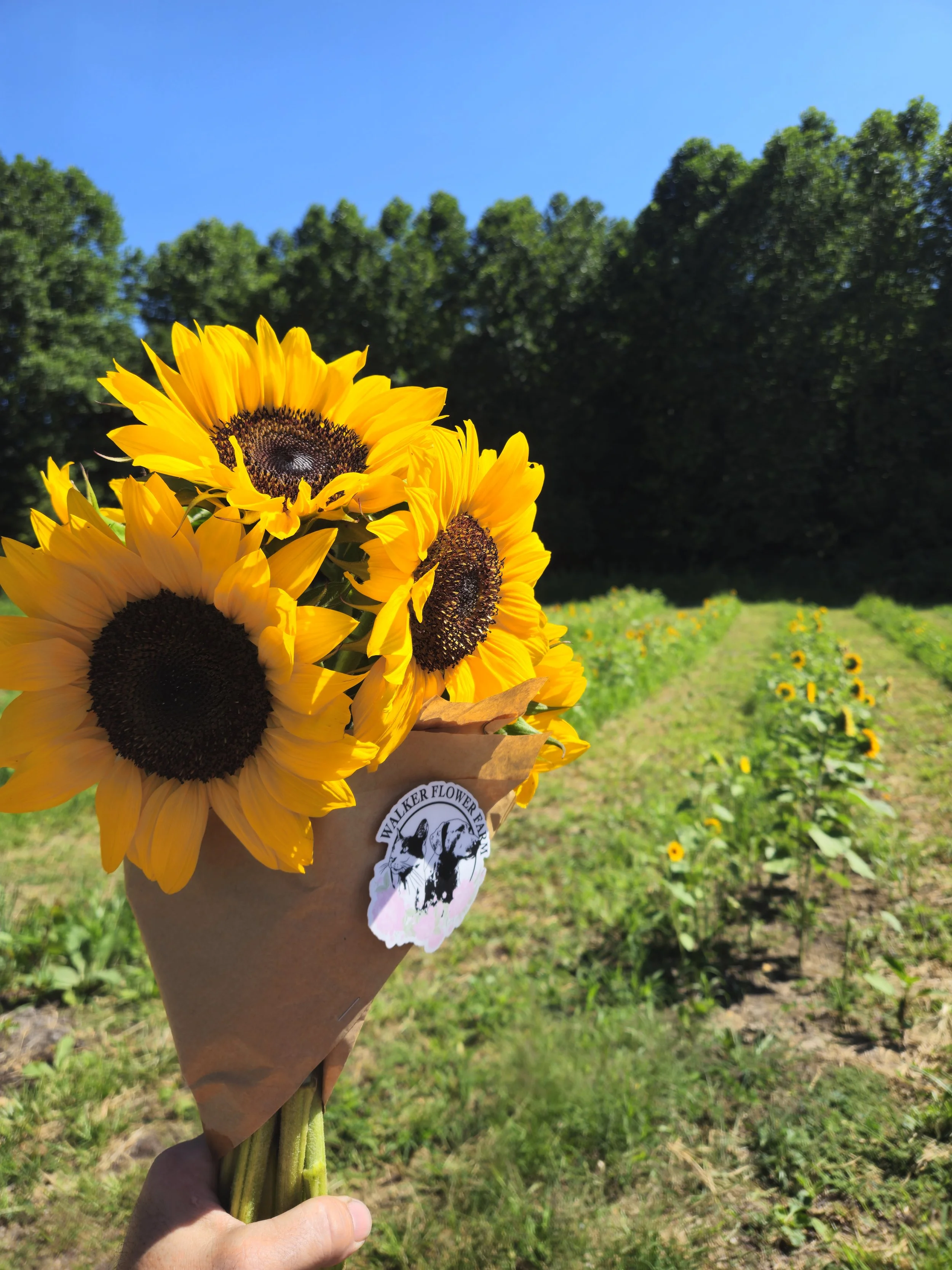 Pick your own bouquet 8/1