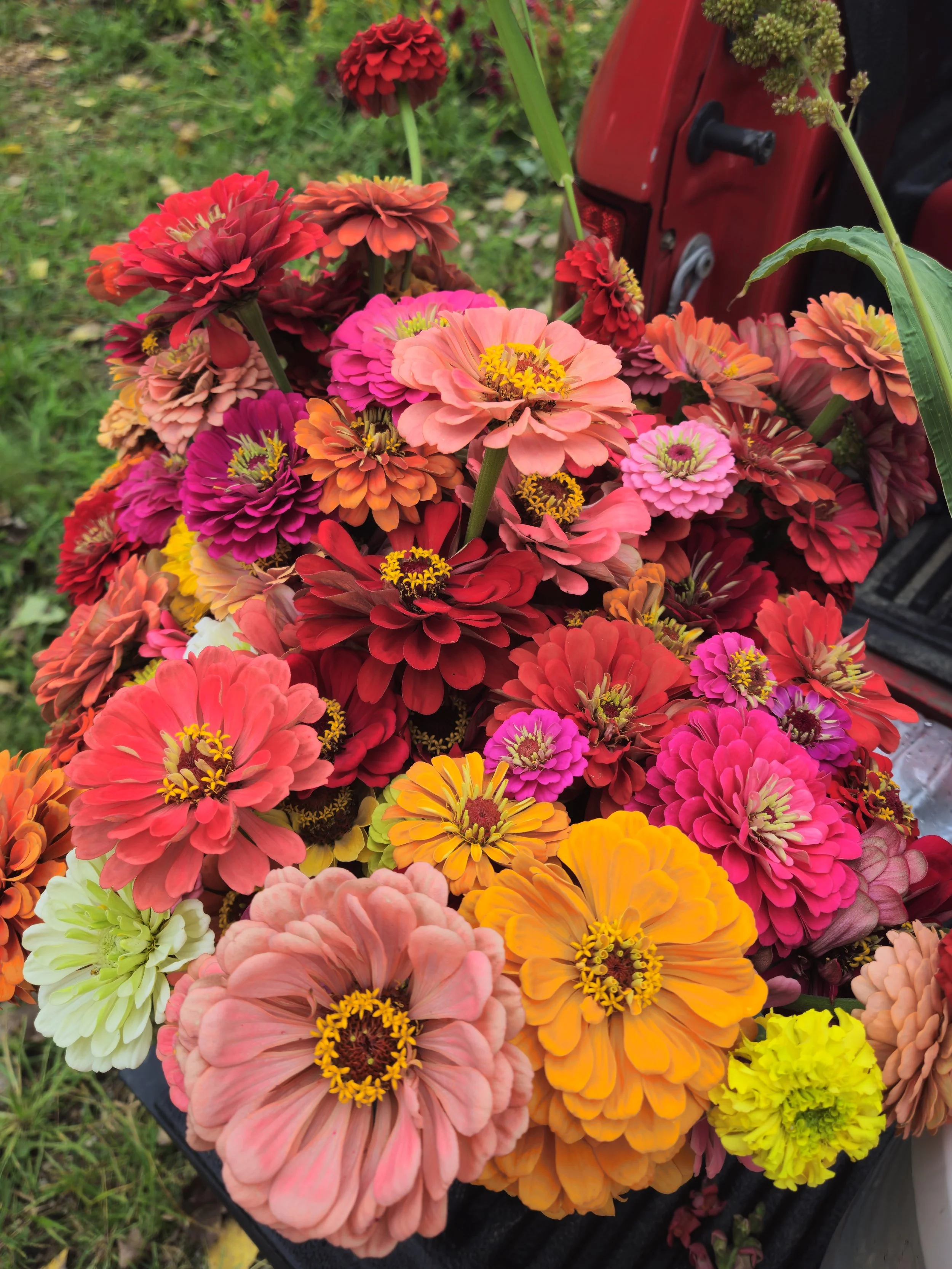 Pick your own Bouquet August 12th