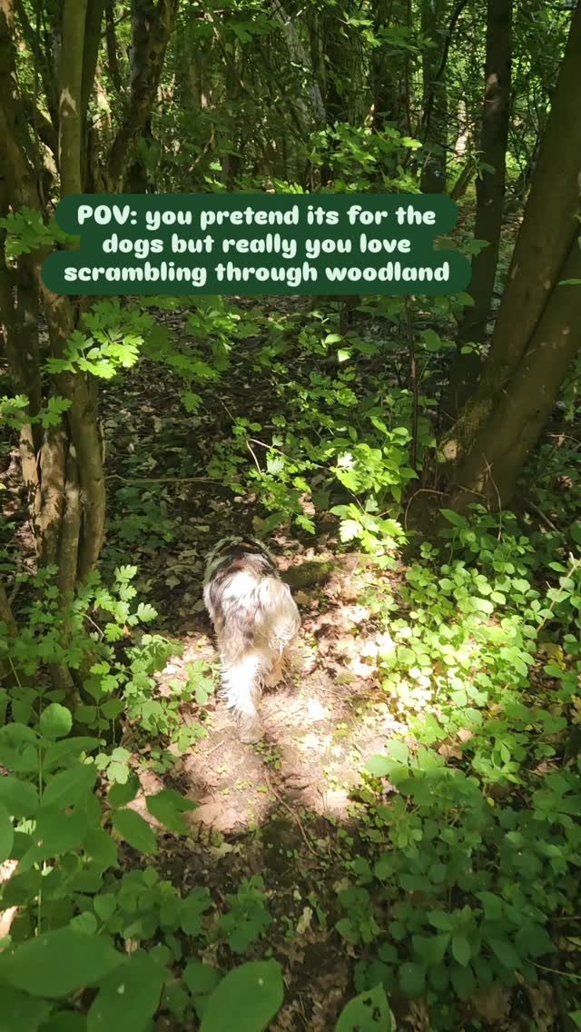 People: you must get such a good tan working outdoors in this weather
Me: *removing twigs from hair* yessir
Enriching for them, enriching for me 🙃🌿
#dog #nature #shade #dogtrainer