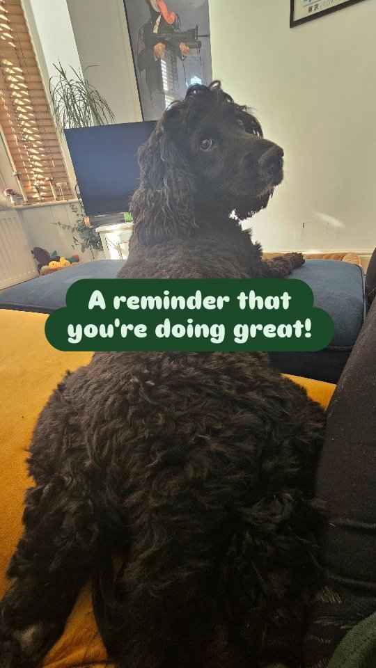 We all often have multiple things we're working on at once, and it can be really hard to make sure everything is going in the right direction when real life brings you the unexpected.
Dogs cannot be perfect, nor should they have to be. So let me rea