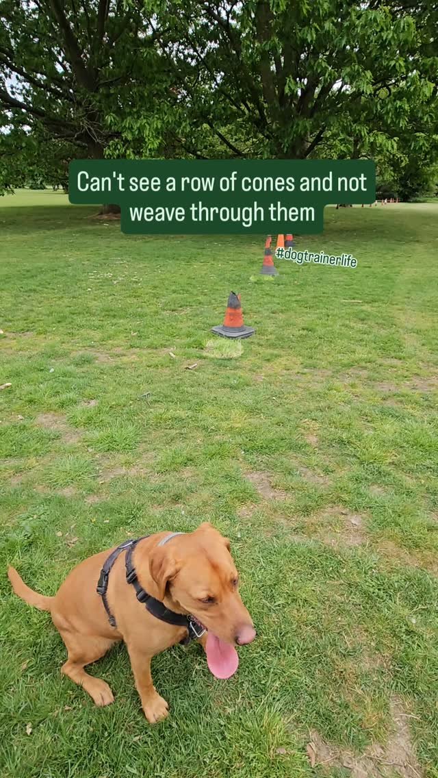 Can't resist it, they're laid out so beautifully asking to be woven...
#dogtraining #fun #makethemostofit #labrador