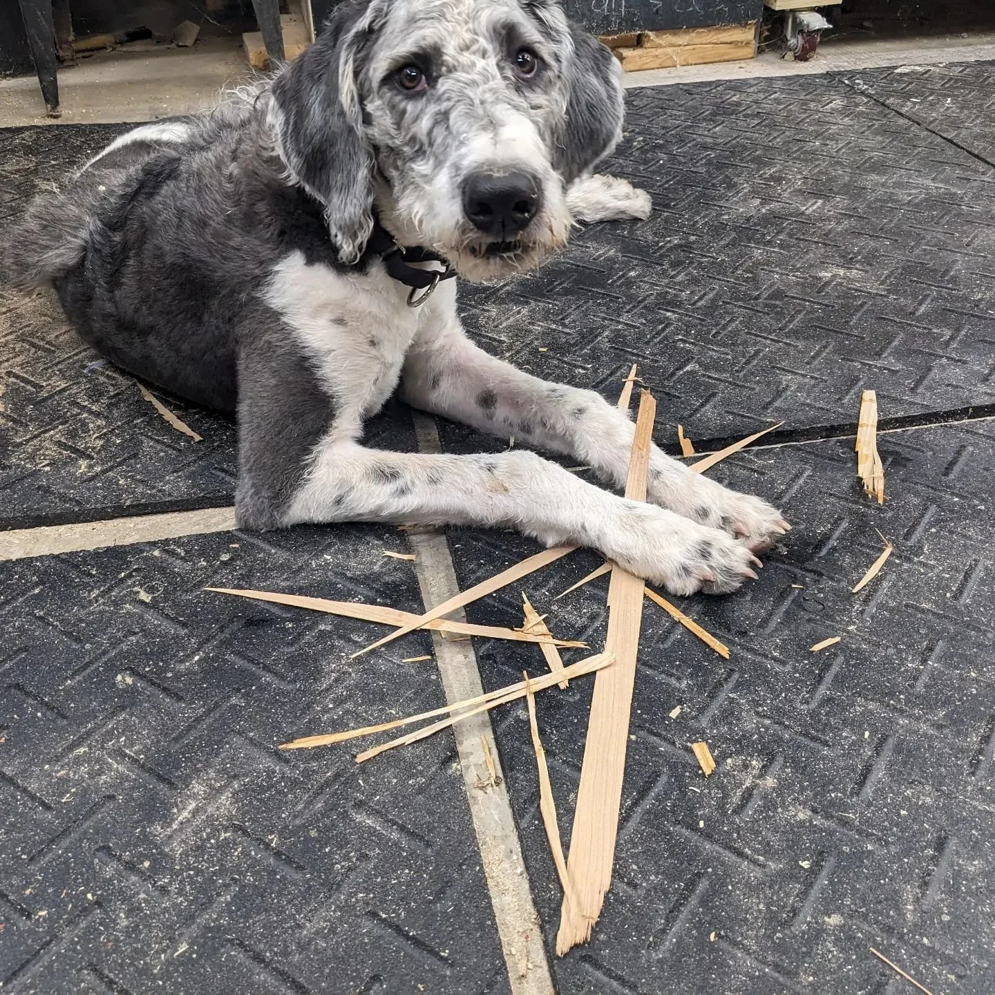 Shop dog, hard at work