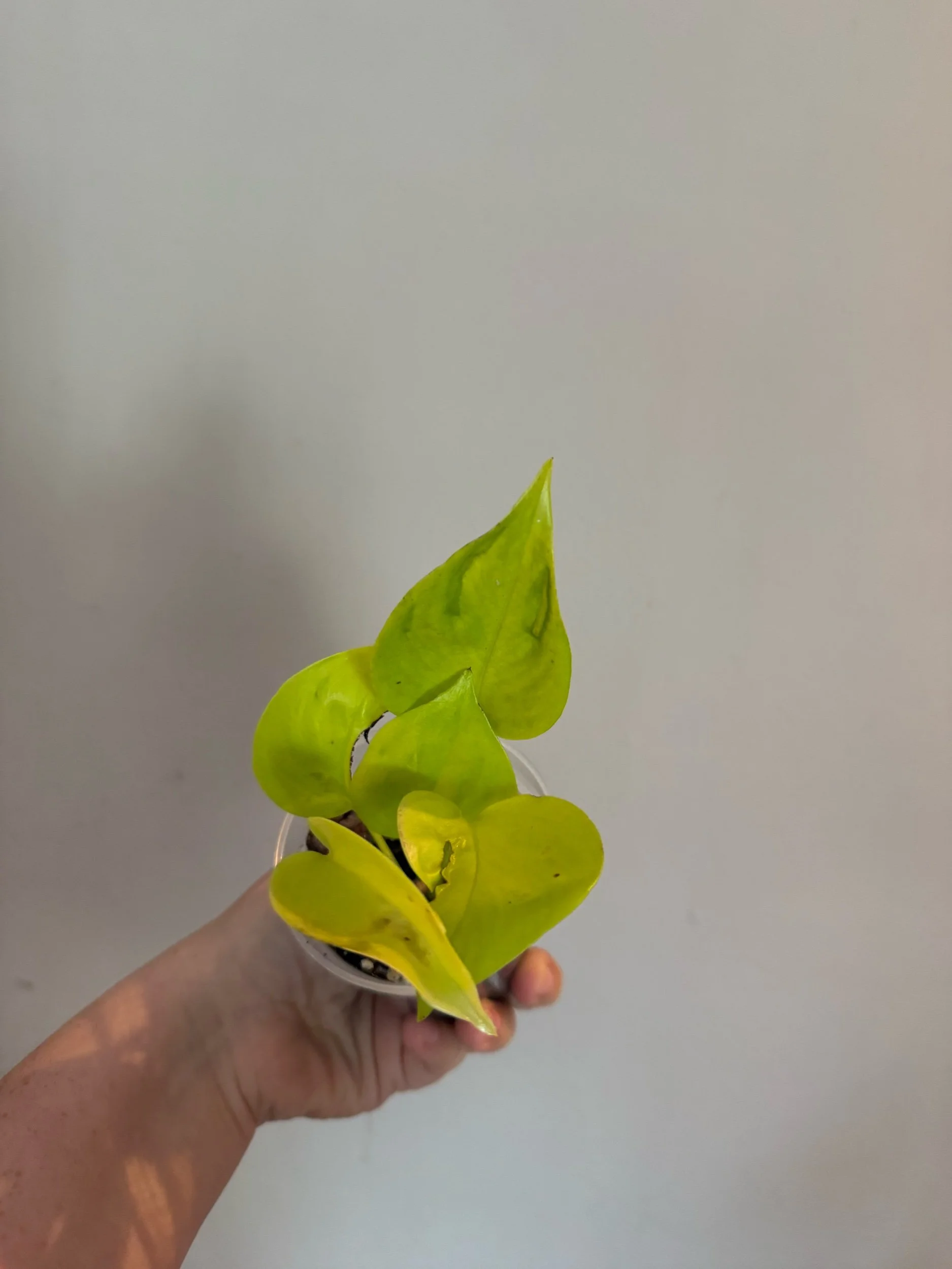 C4D3E6C0-3666-4839-AAD2-1BC8698B41AD.jpeg