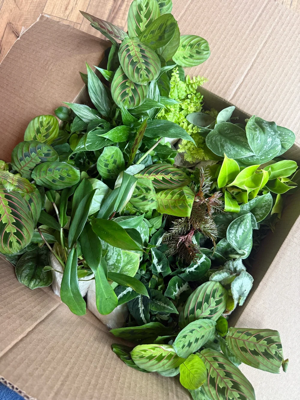 Houseplant Subscription Boxes  The Propagation Jar