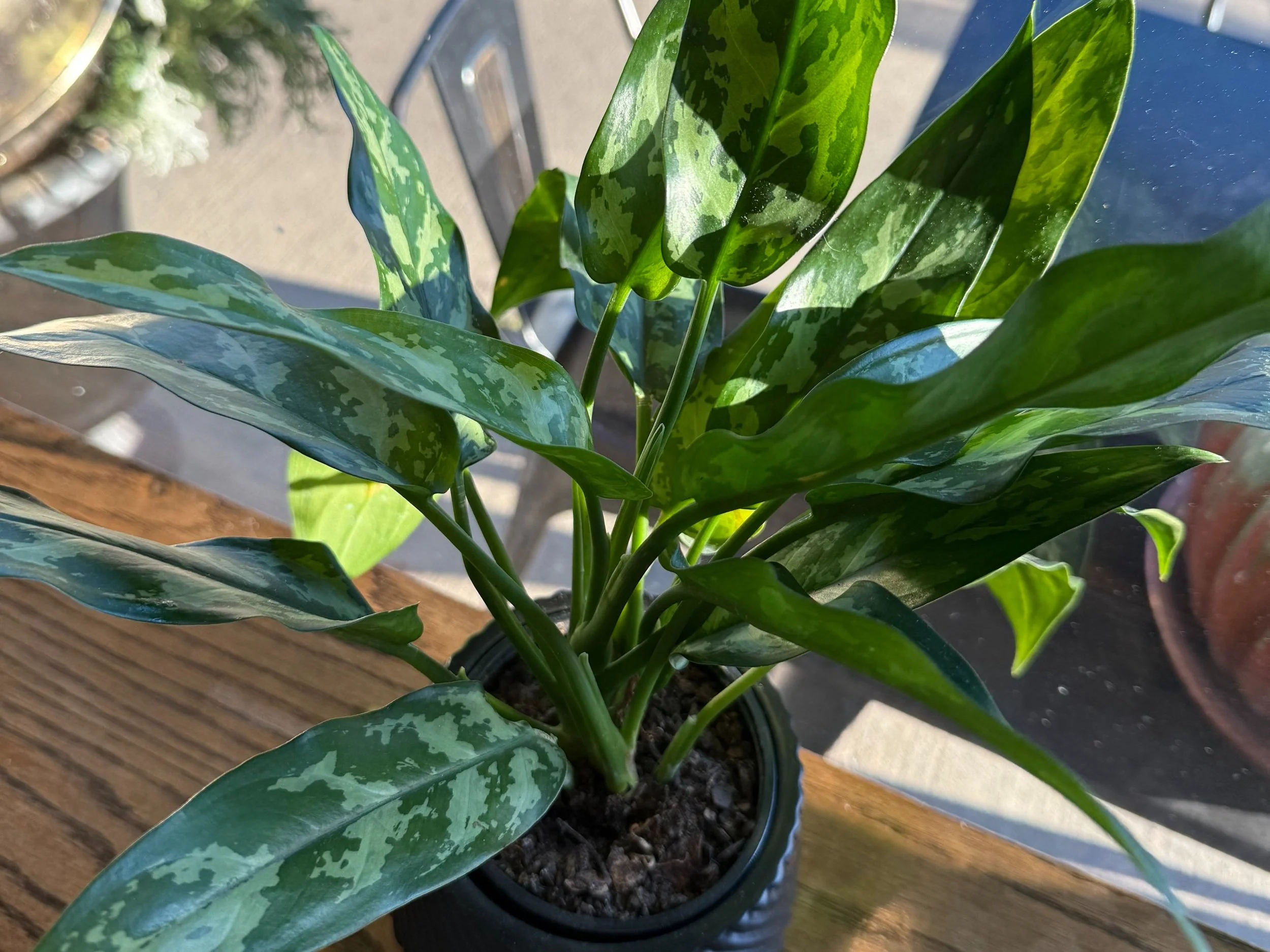 A potted variegated green and white leafy plant on a wooden surface, sunlight shining on the leaves.