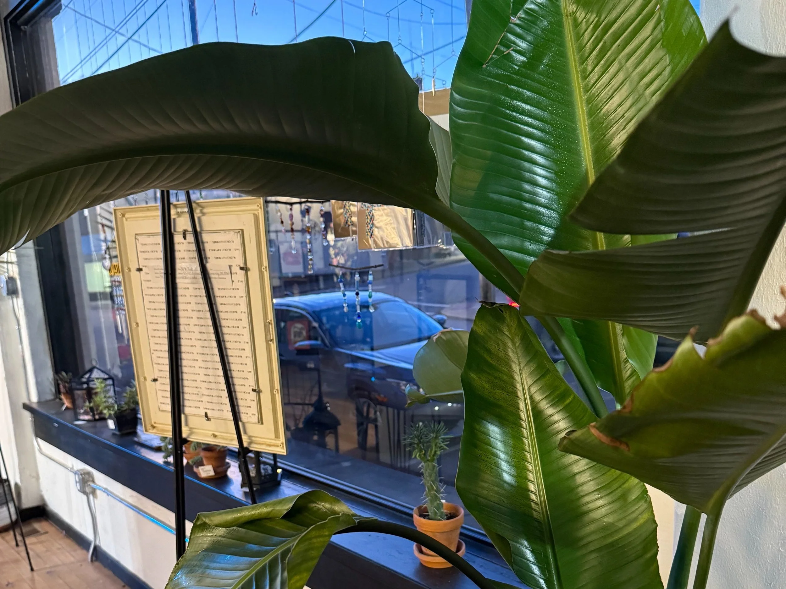 Close-up of large green houseplant leaves inside a cafe, with a window in the background showing parked cars and city street reflections.