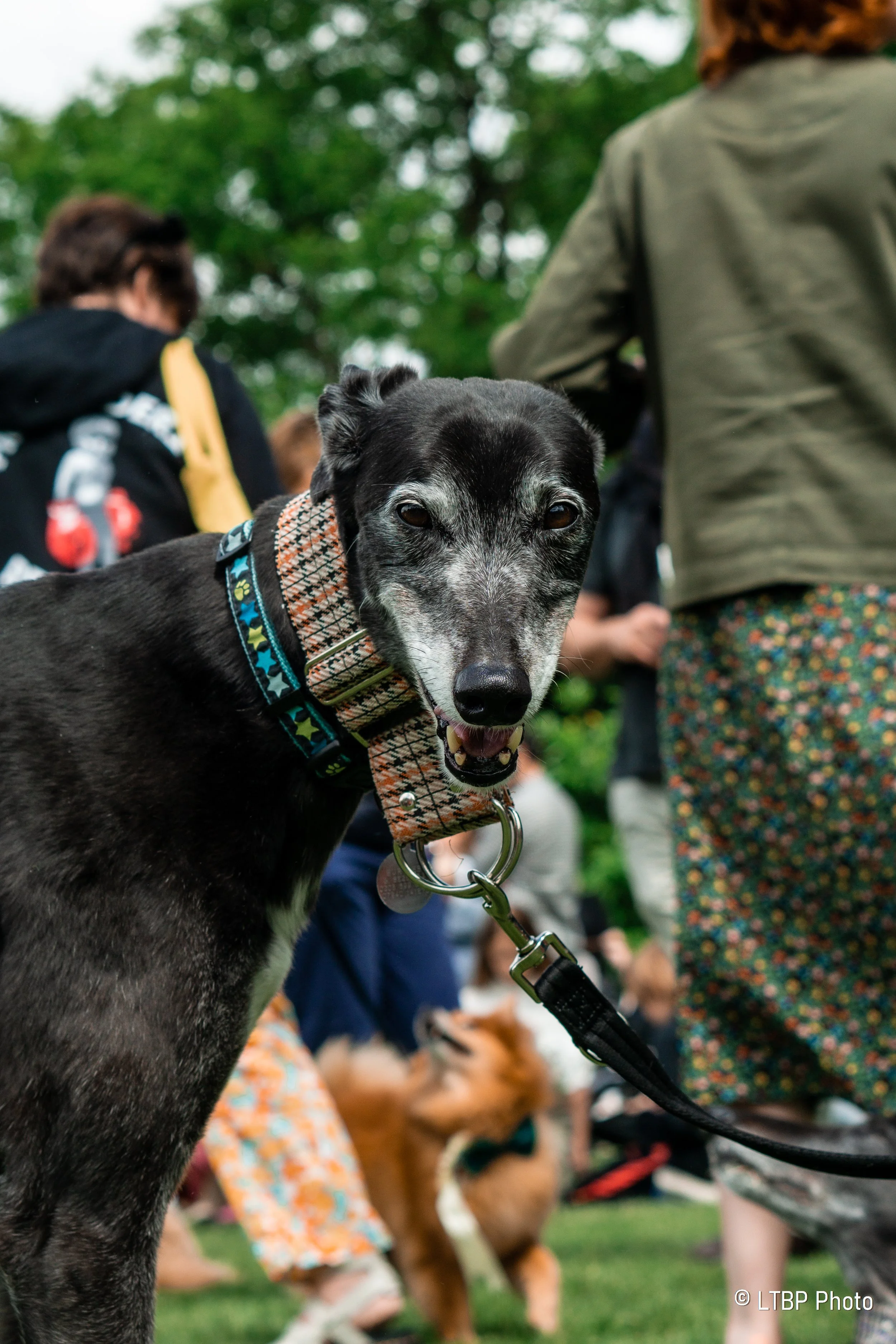 Close-up of a black and gray dog with a patterned collar, surrounded by people and other dogs outdoors.