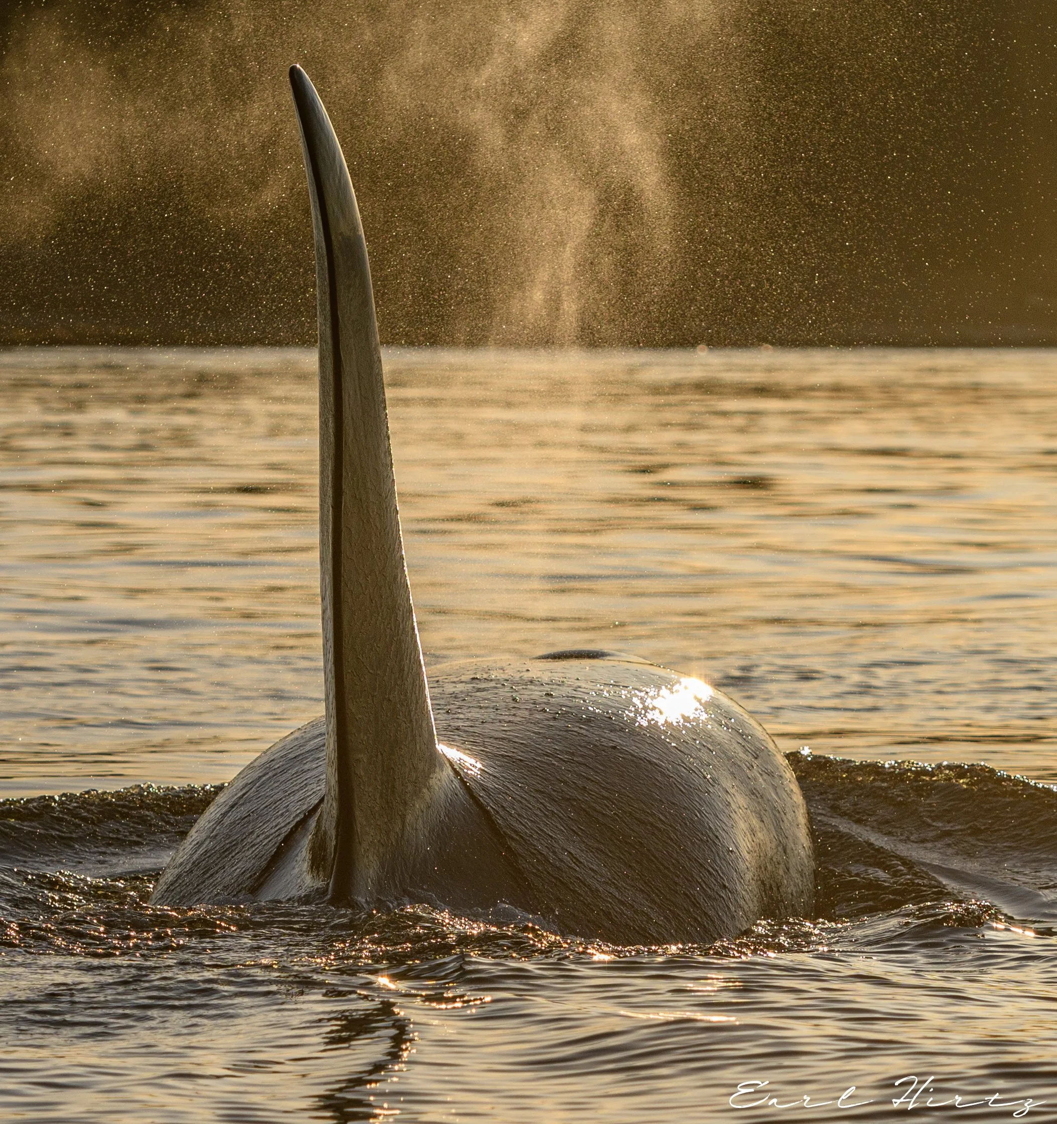 Orca Gold