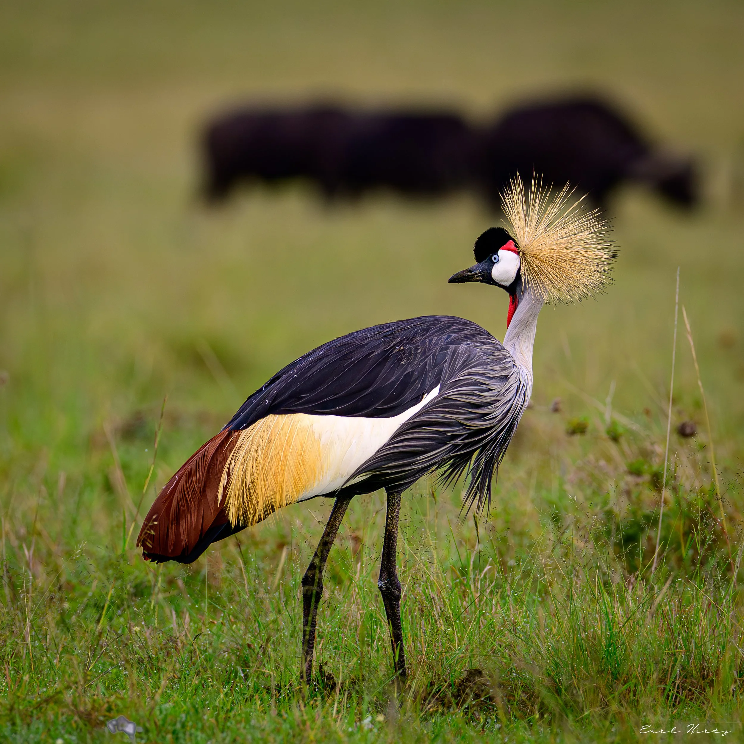Feathered & Fabulous