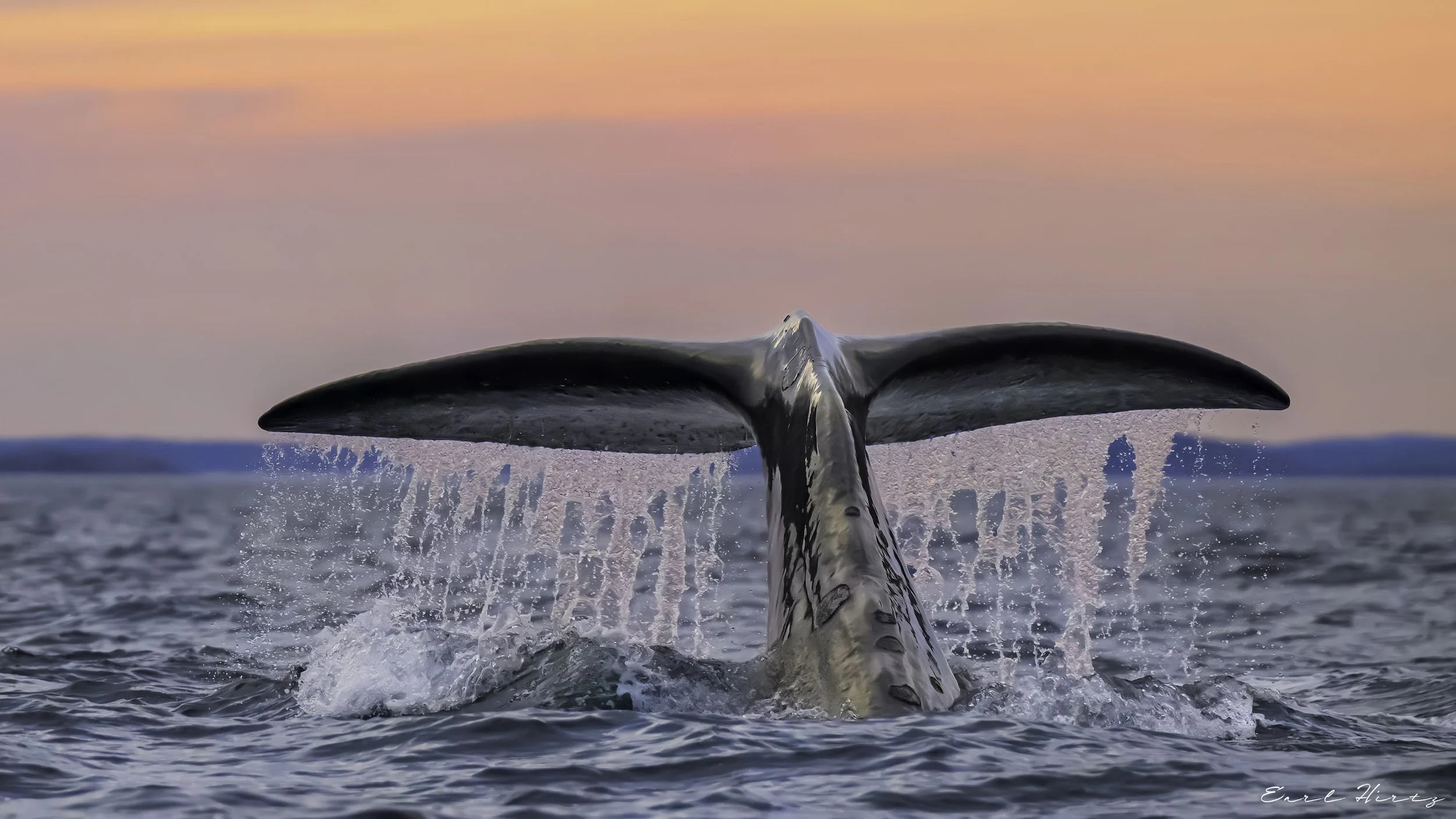 Sperm Whale Tail