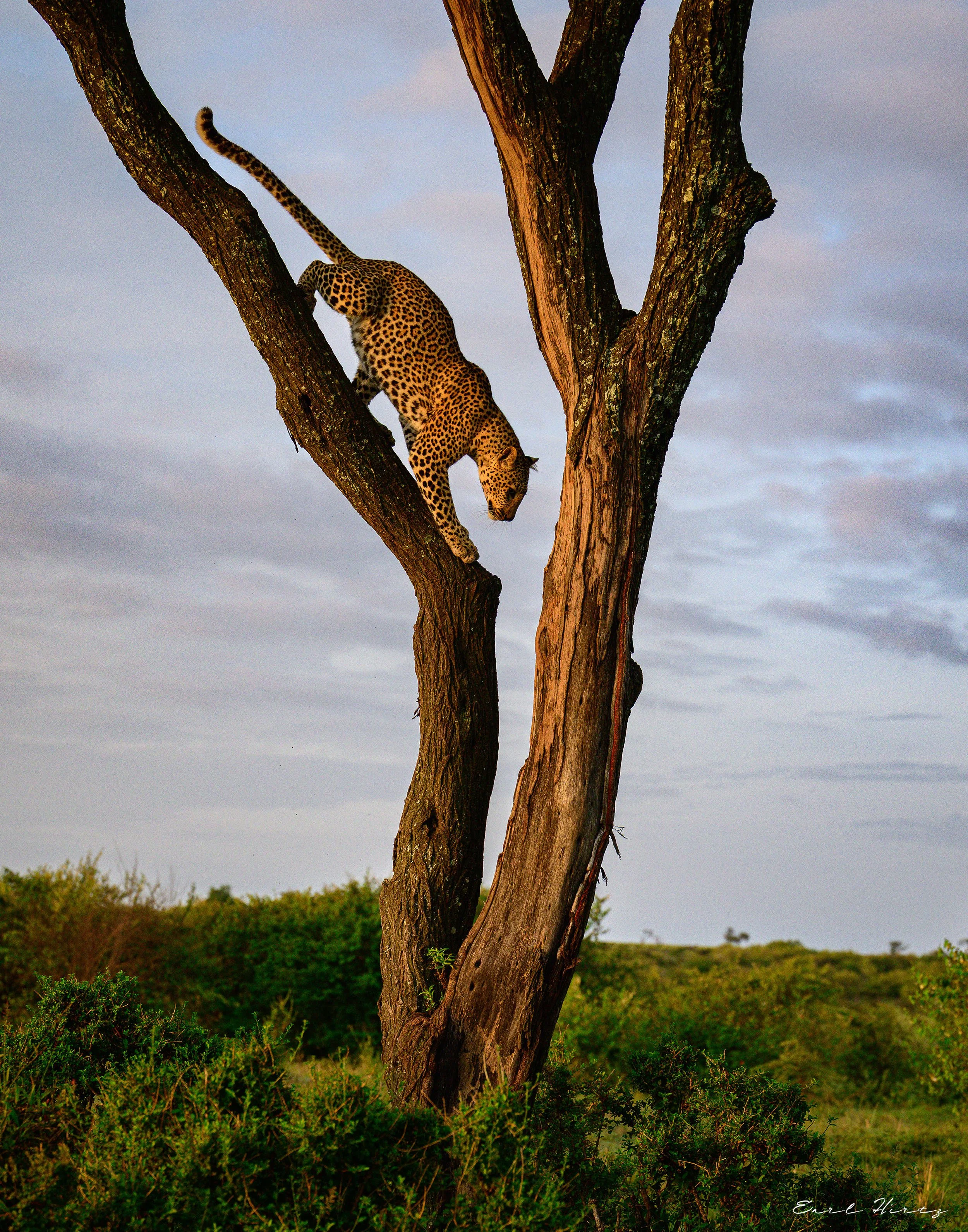 Branch Manager