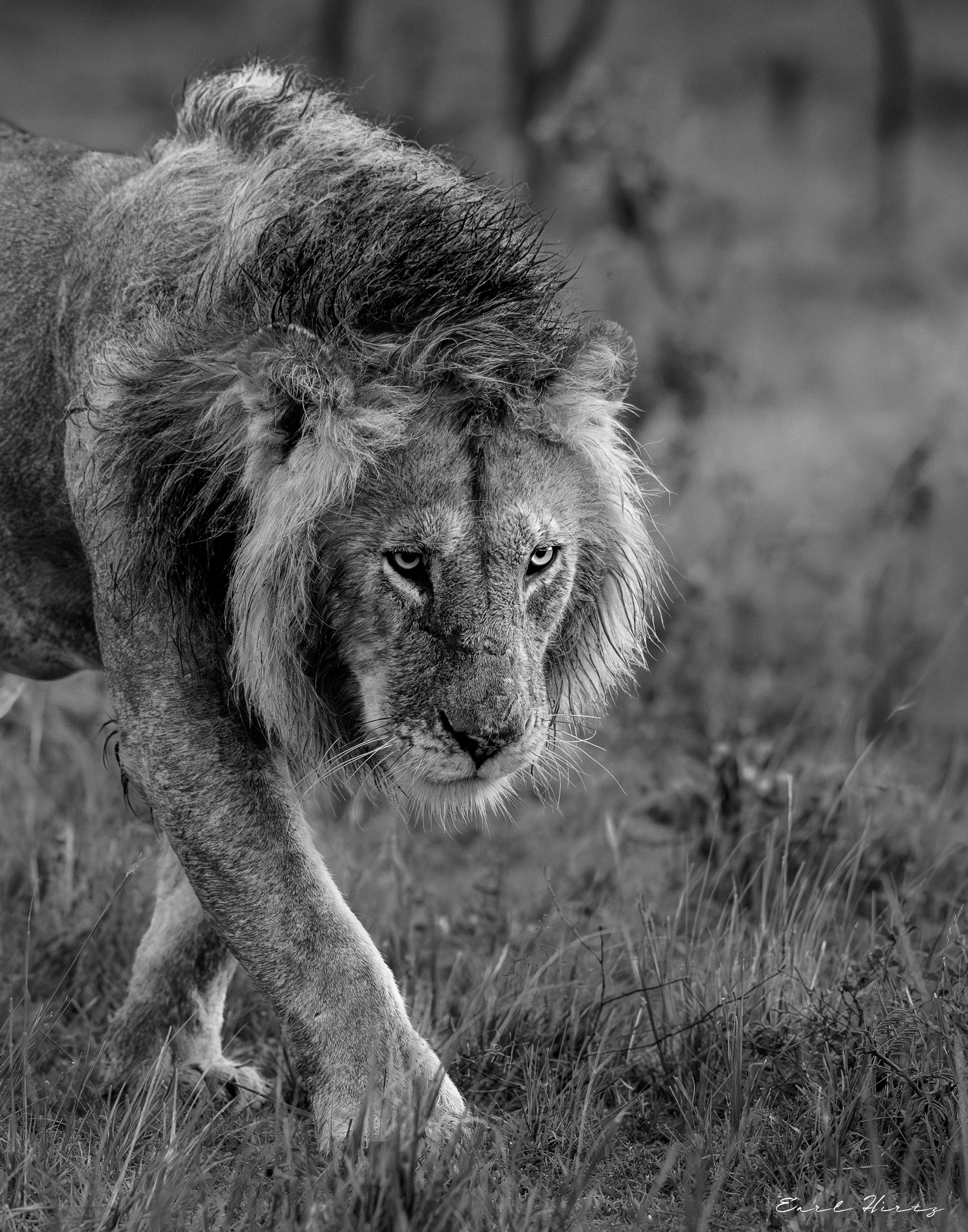 Mane Character