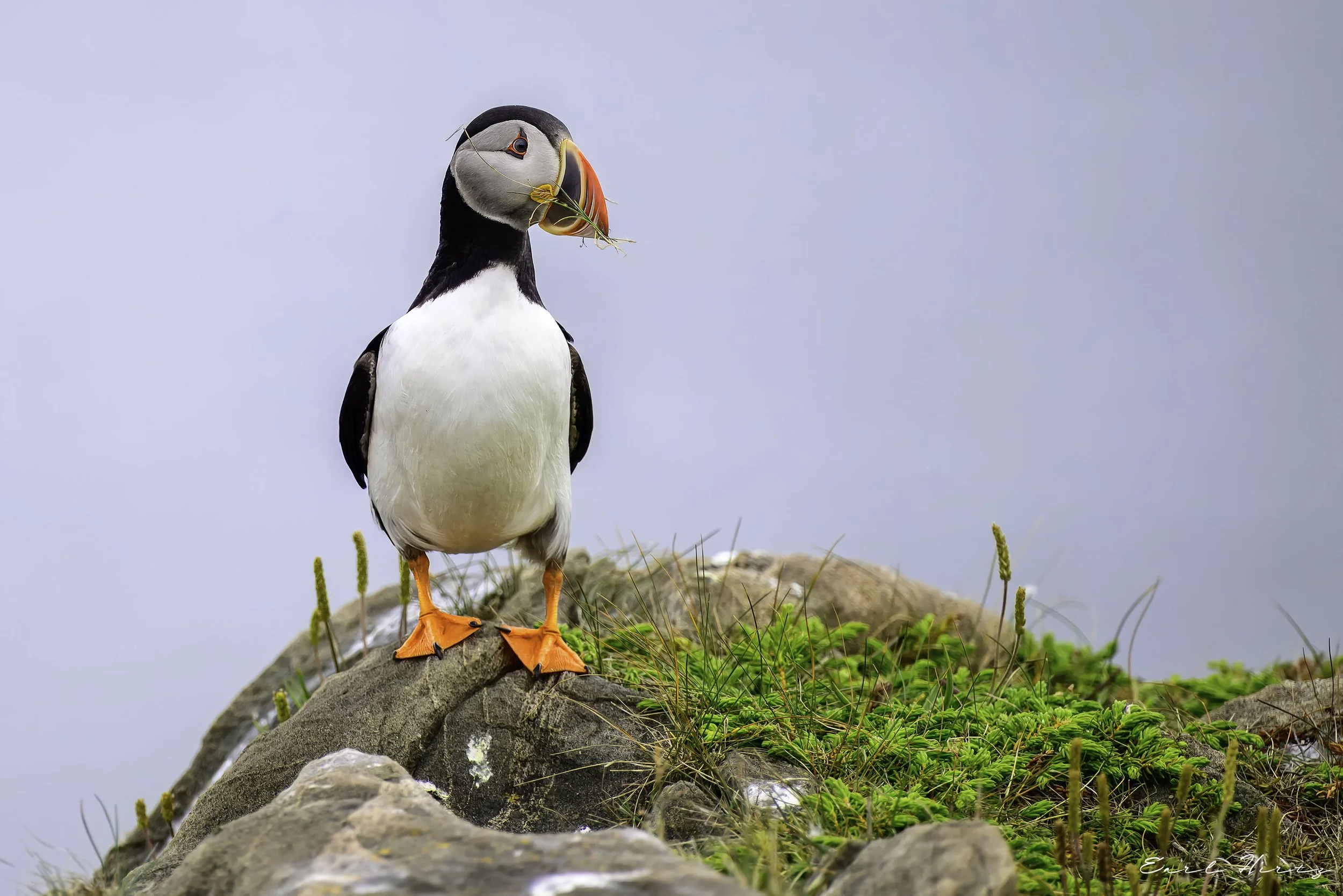 Perched Puffin