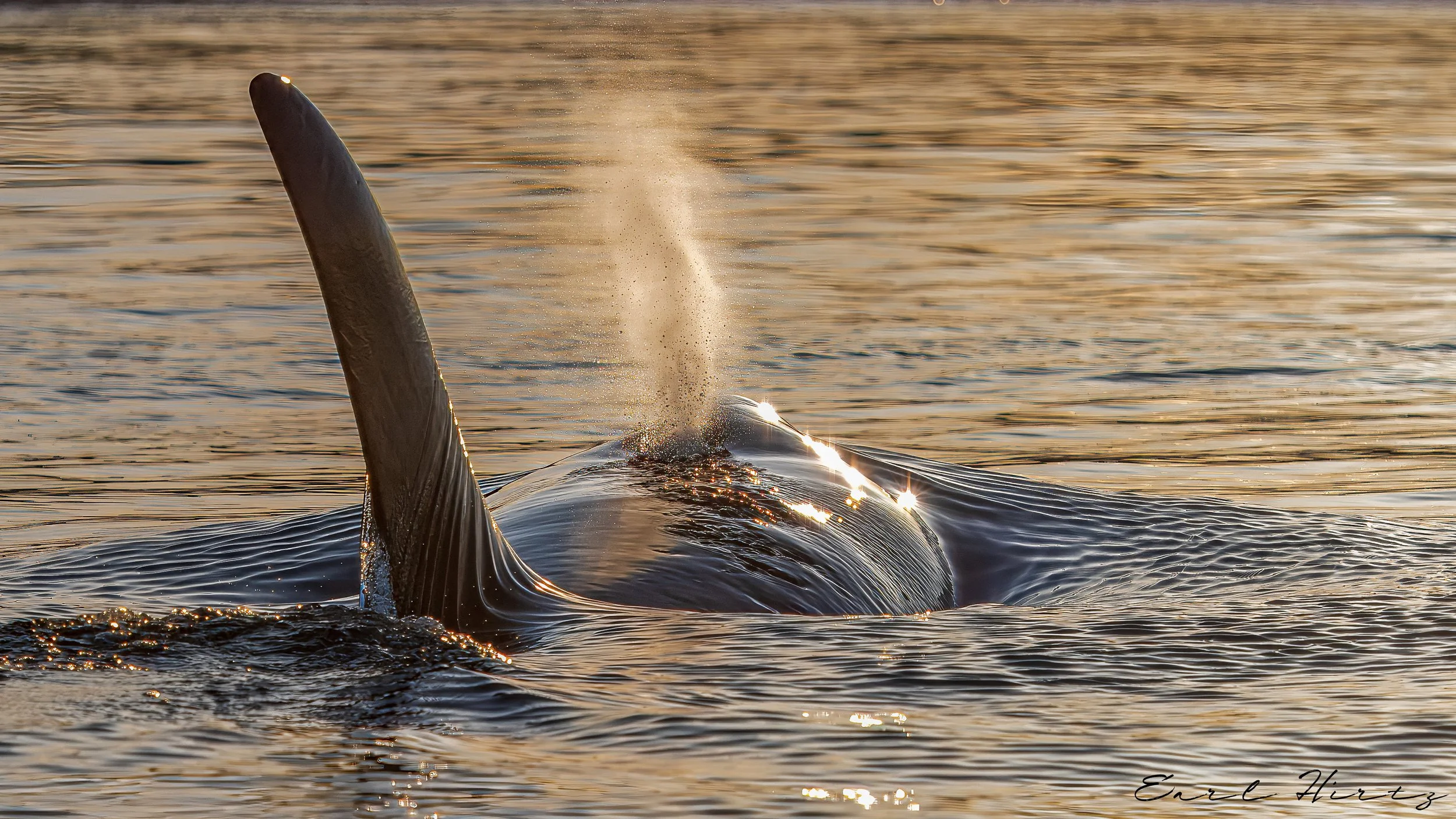 Sun Kissed Orca
