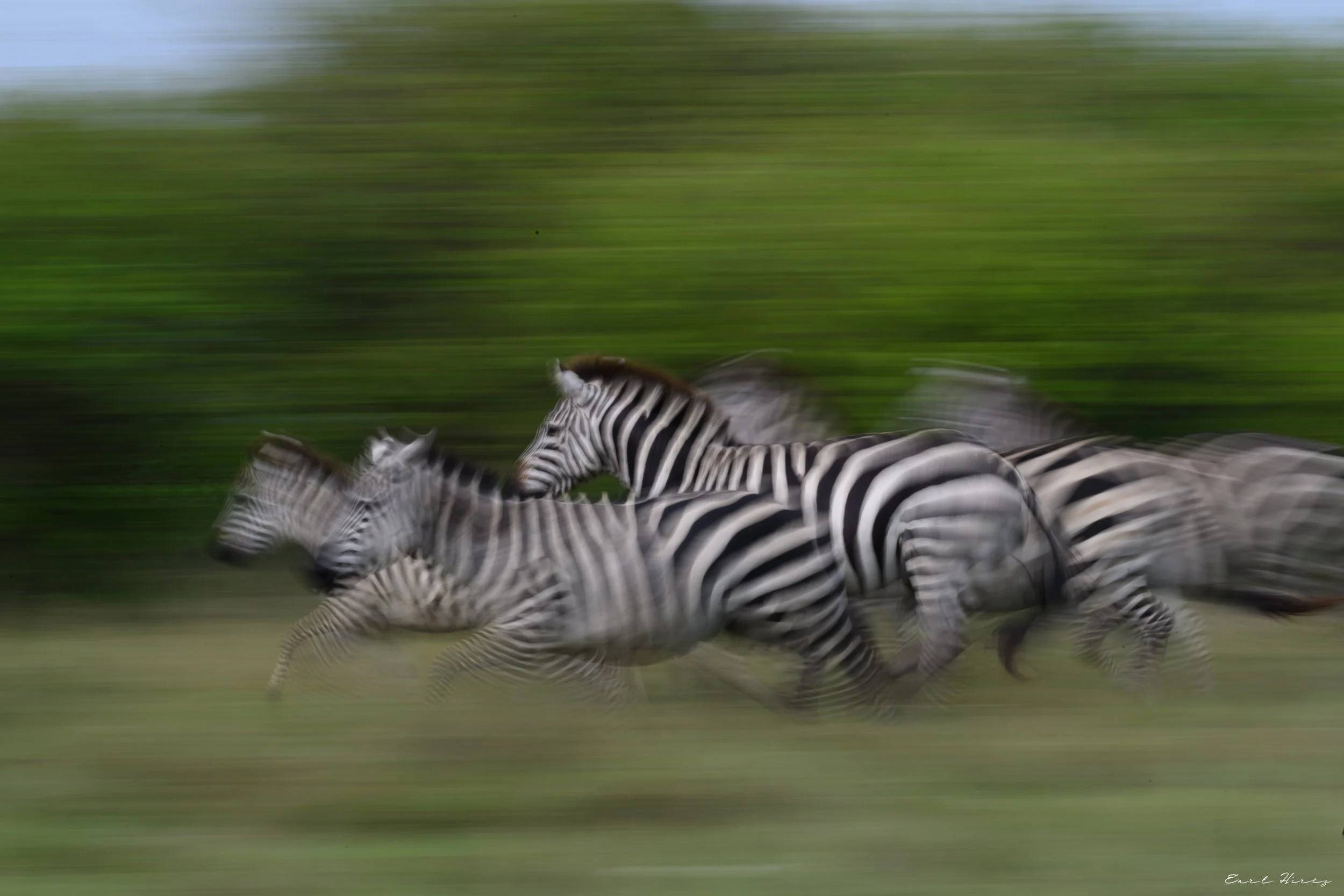 Racing Stripes