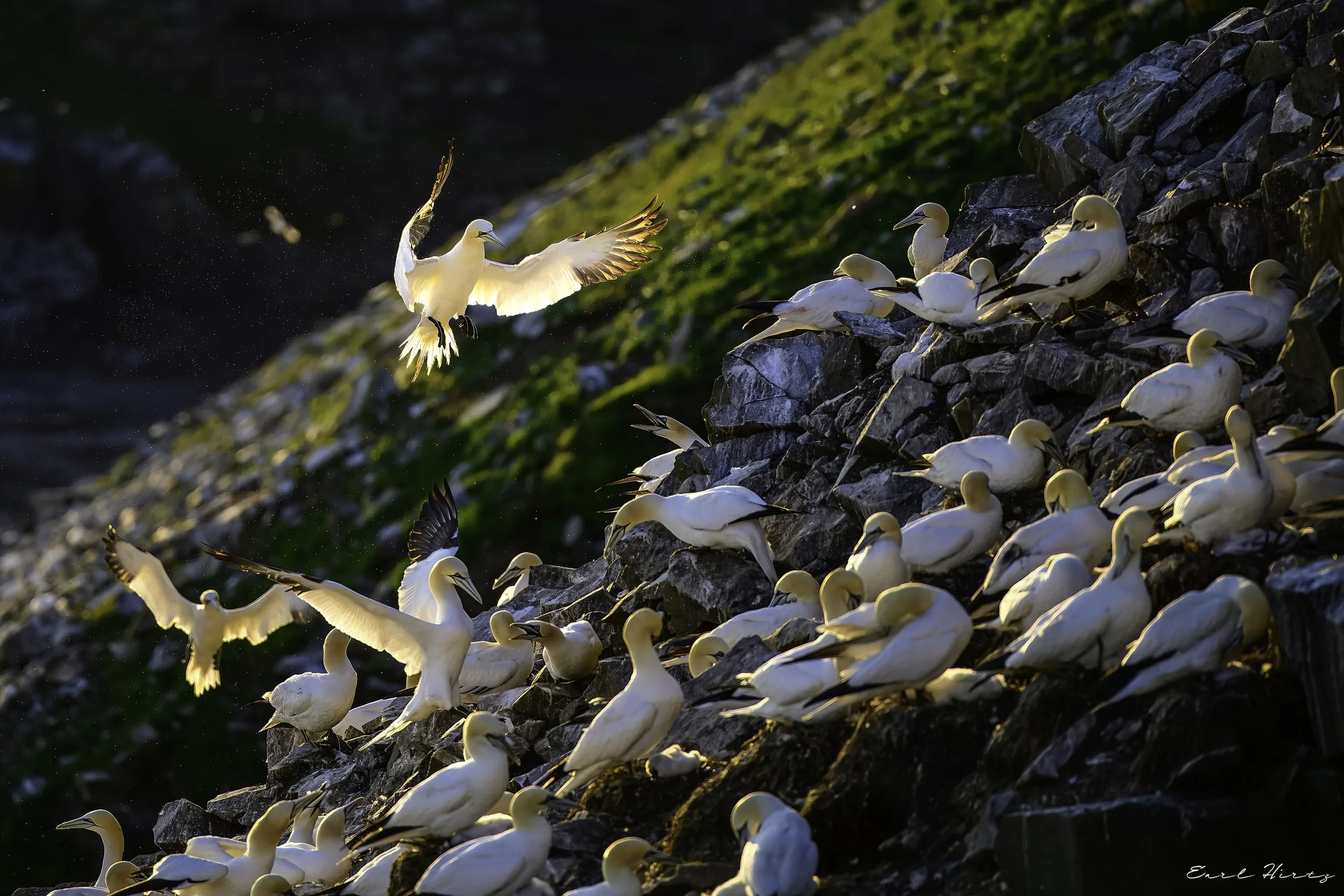 Glowing Gannet
