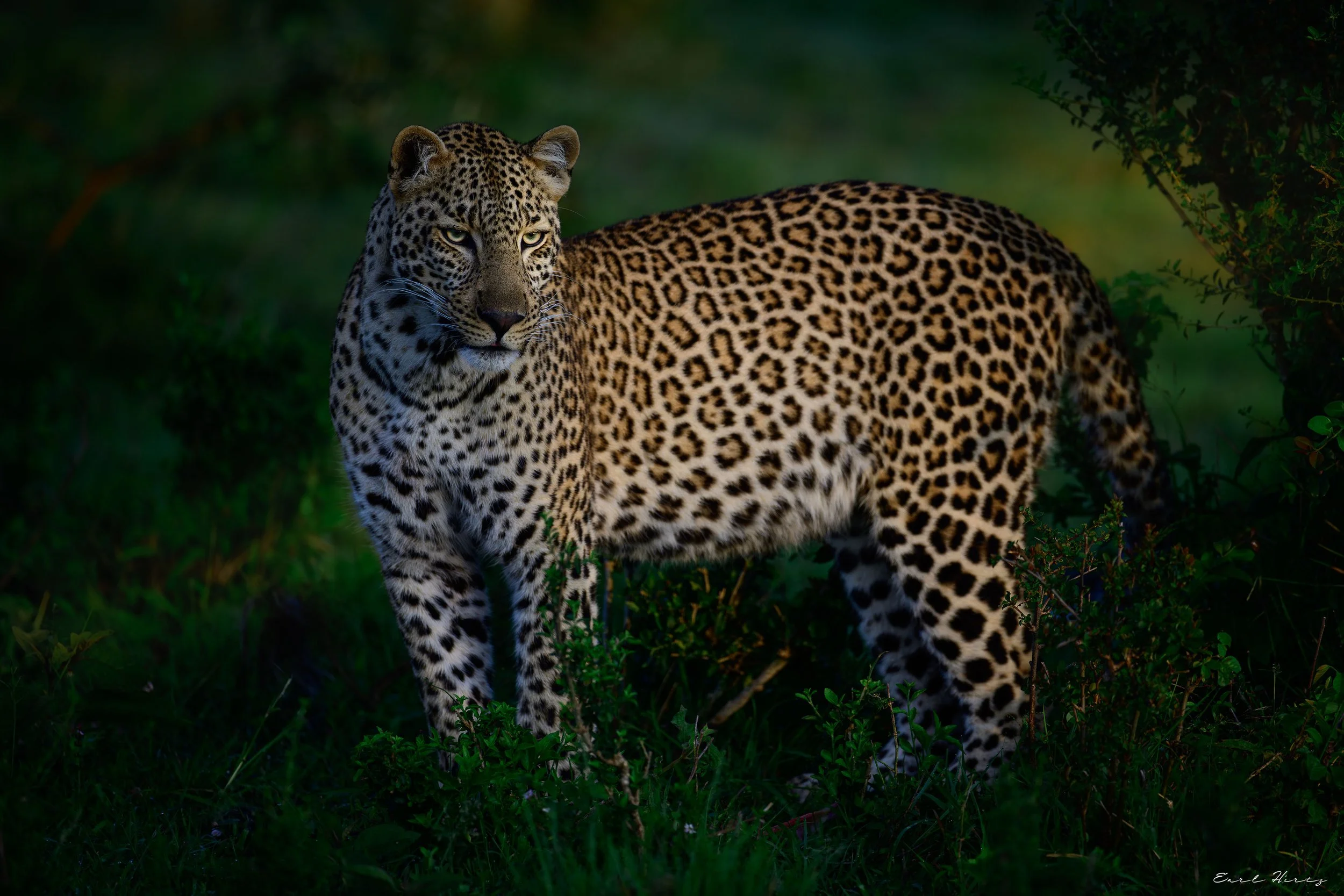 You've Been Spotted