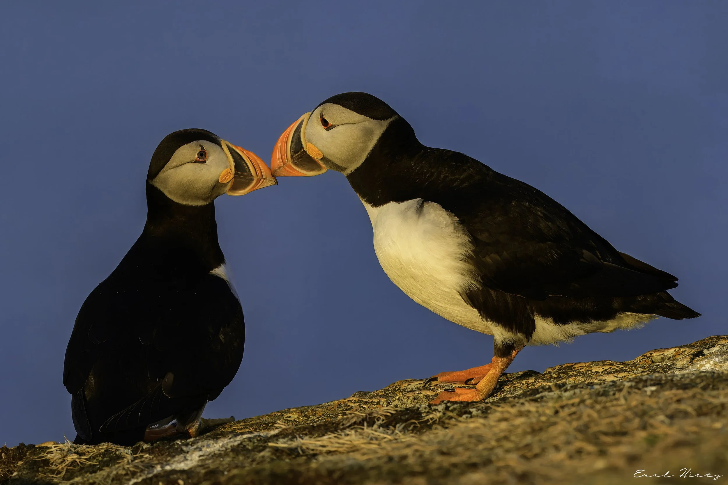 Dancing Beak to Beak